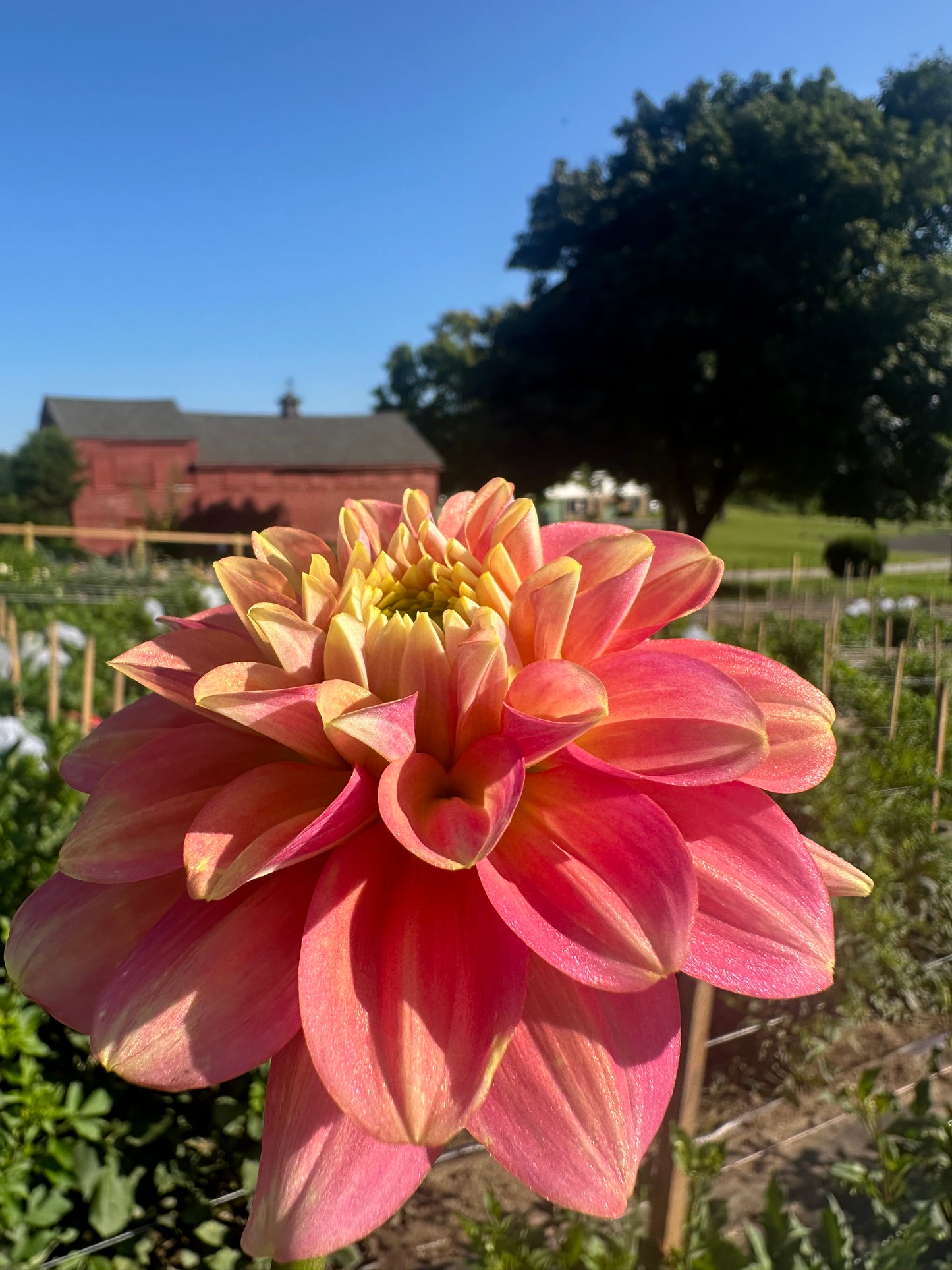 Milena Fleur Dahlia Tuber