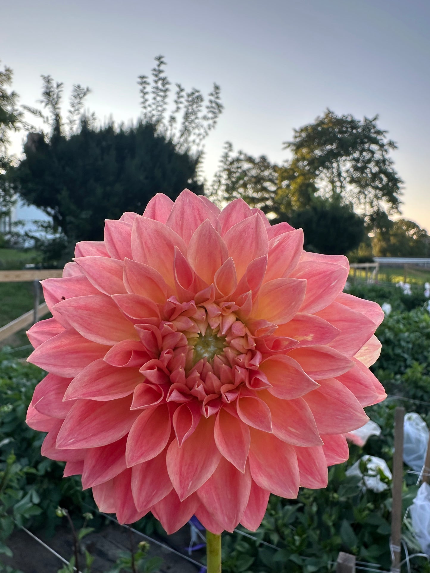 Hamilton Lillian Dahlia Tuber