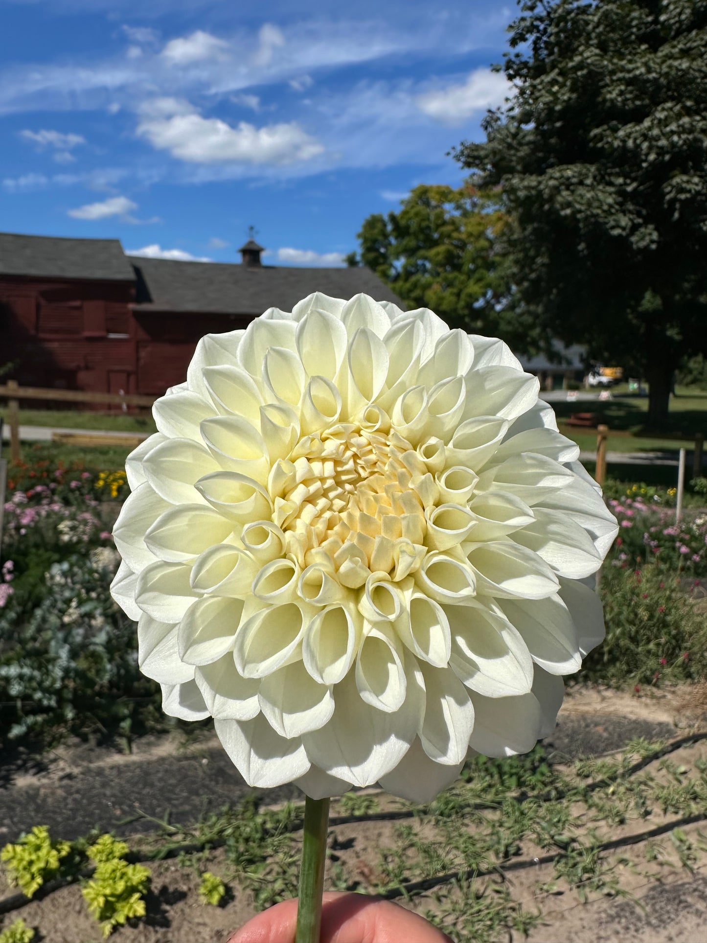 Brookside Snowball Dahlia Tuber