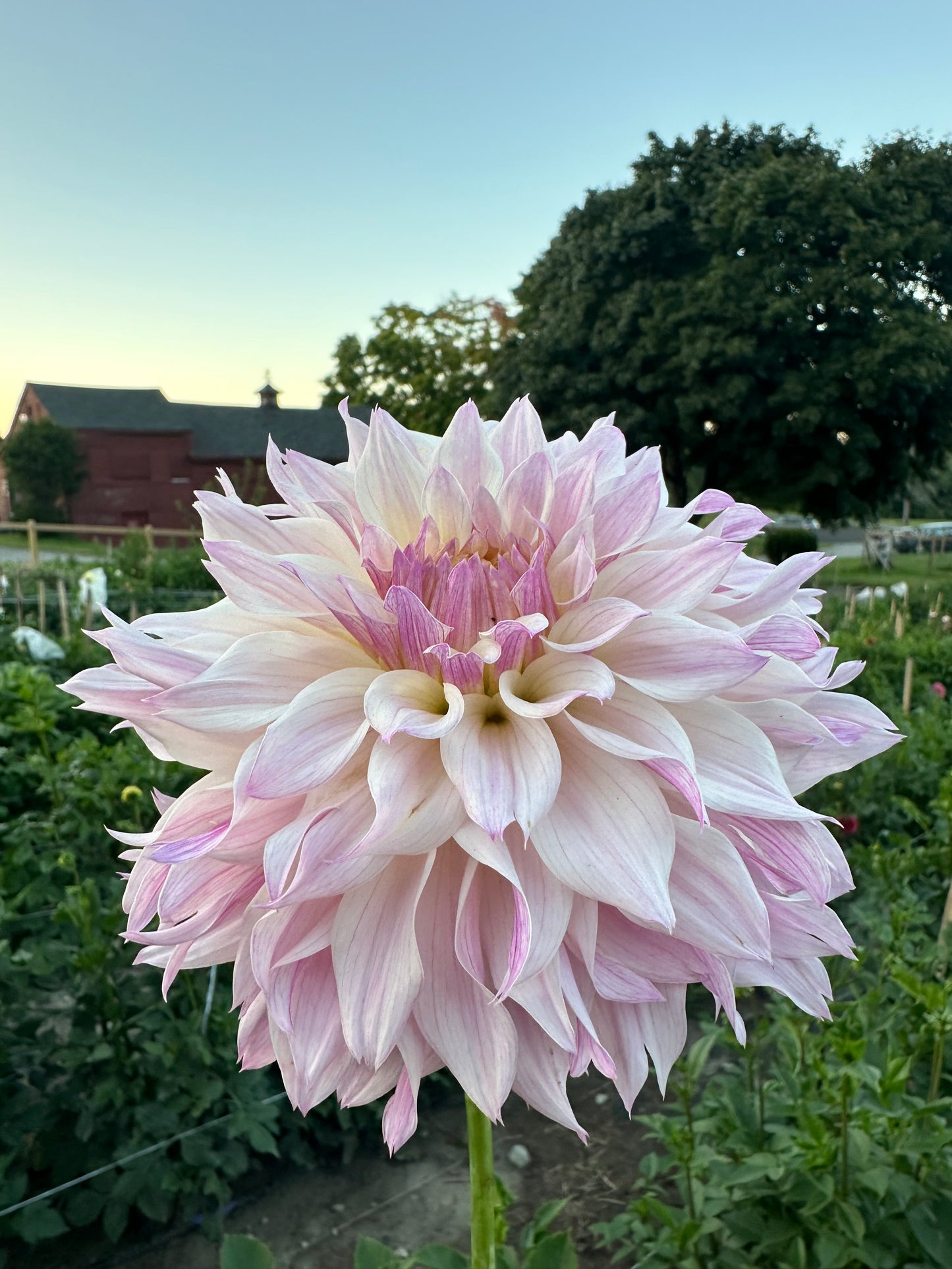 Bloomquist Compare Dahlia Tuber