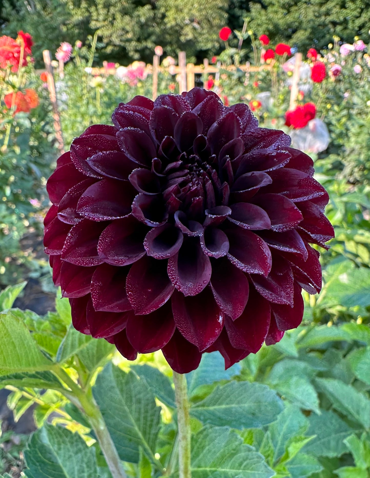 Black Satin Dahlia Tuber