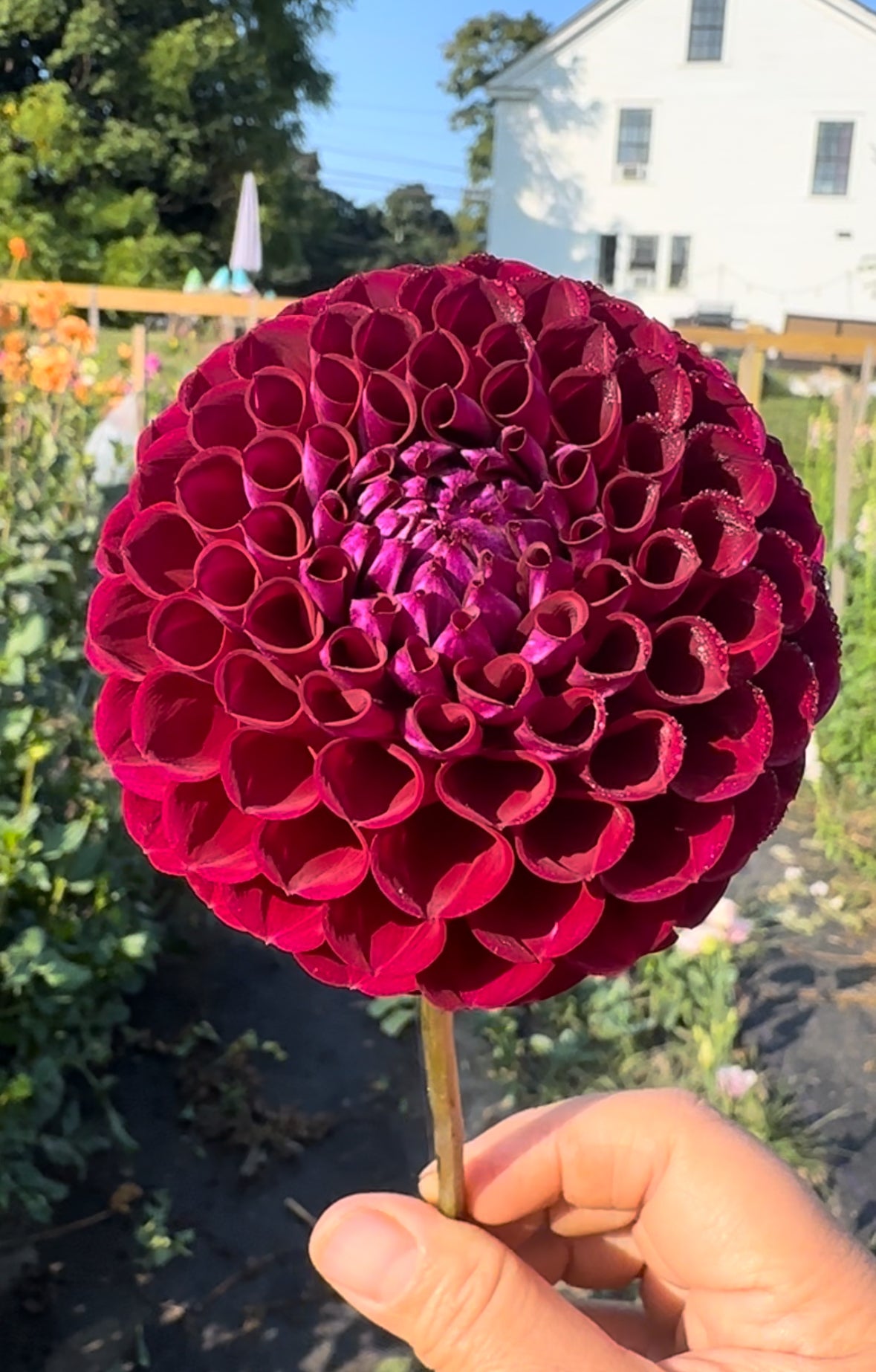 Ivanetti Dahlia Tuber