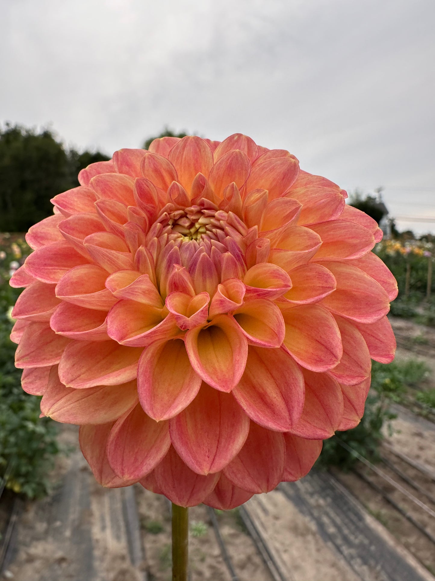 NTAC Mi Lia Dahlia Tuber