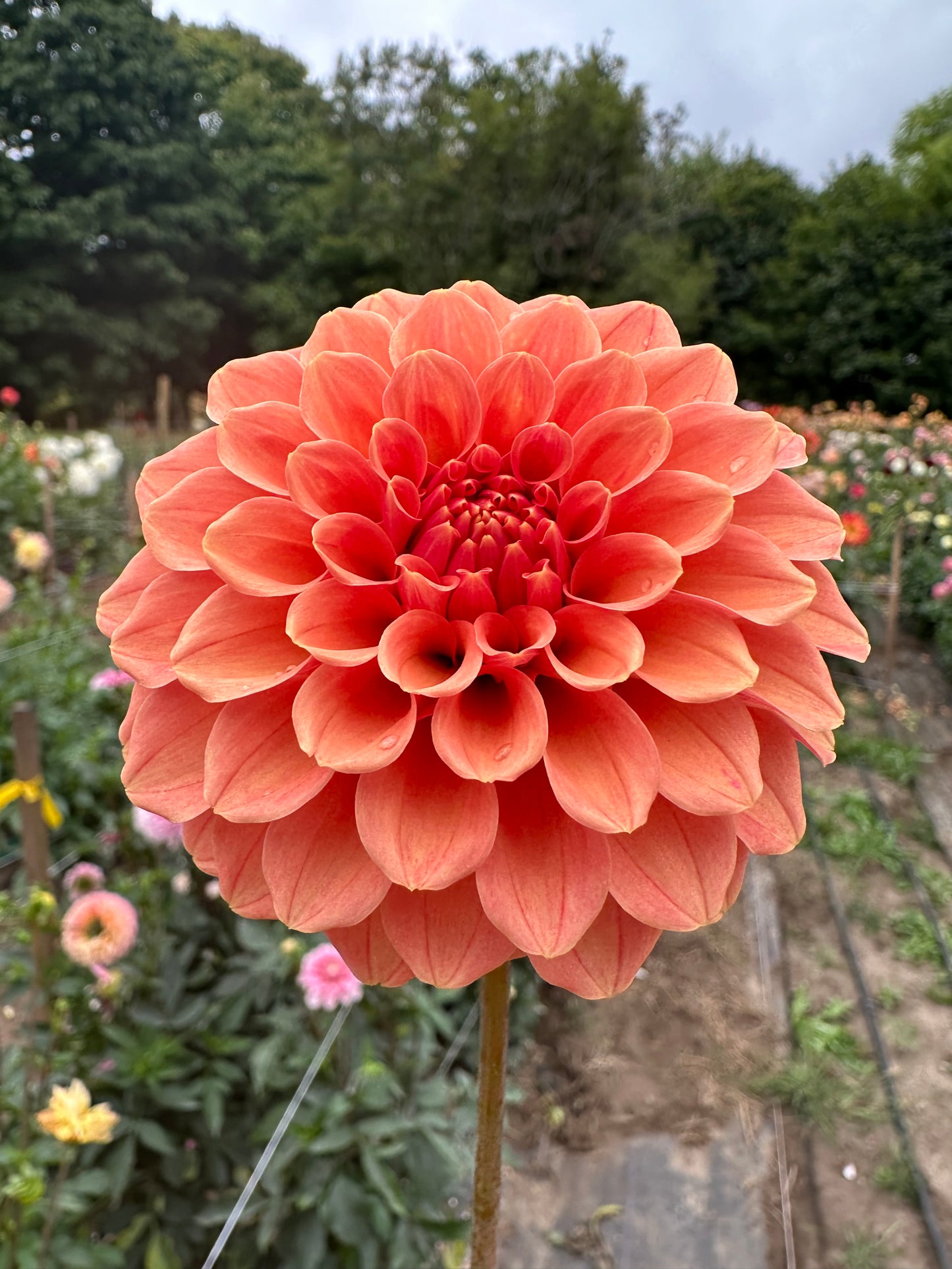 Rose Toscano Dahlia Tuber