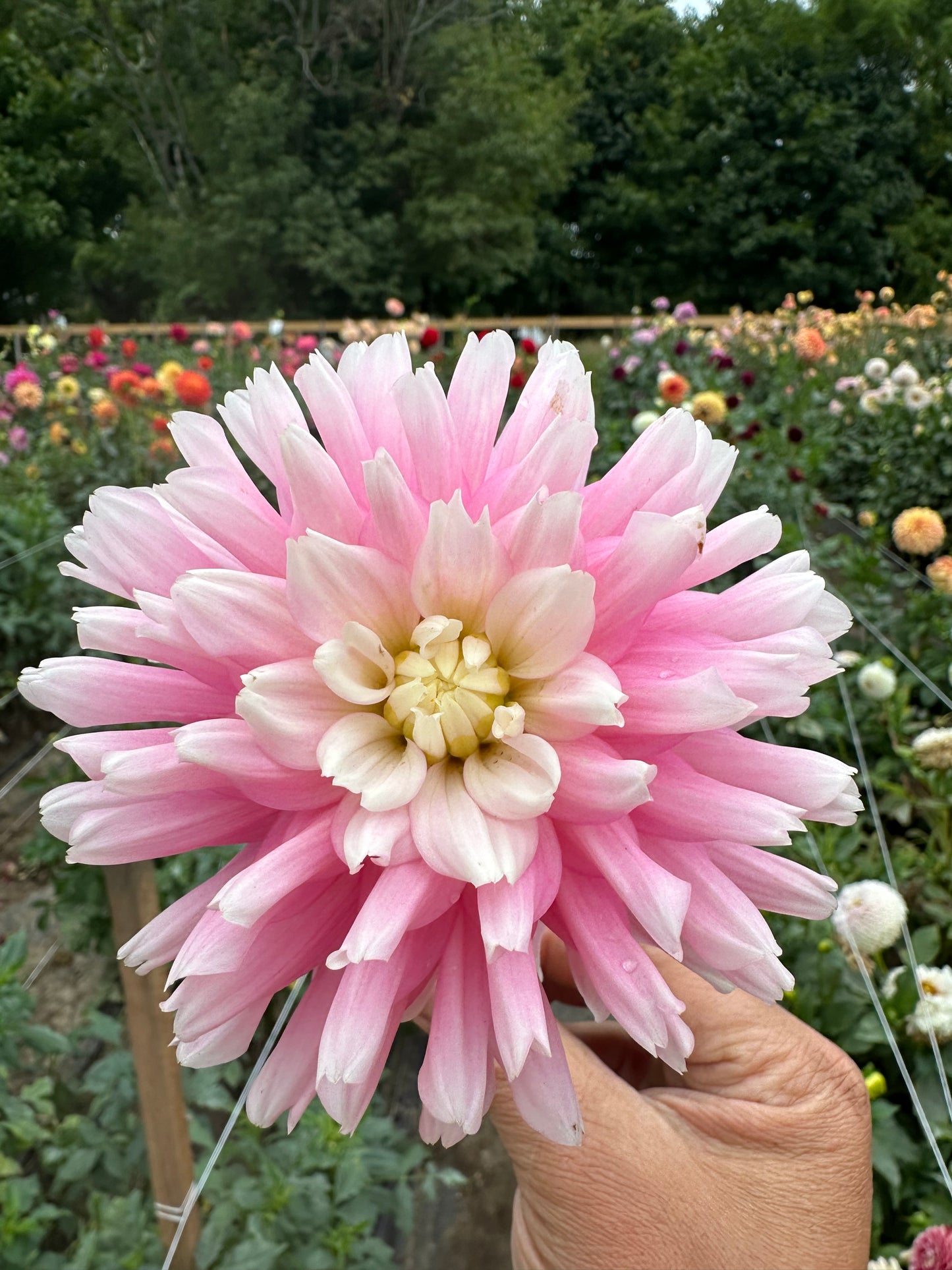 Chilson's Pride Dahlia Tuber