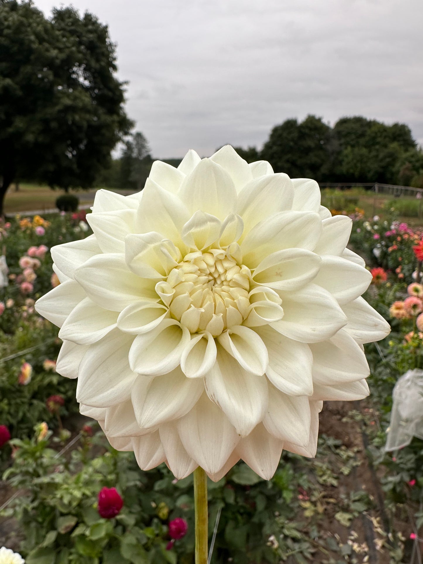 Blizzard Dahlia Tuber
