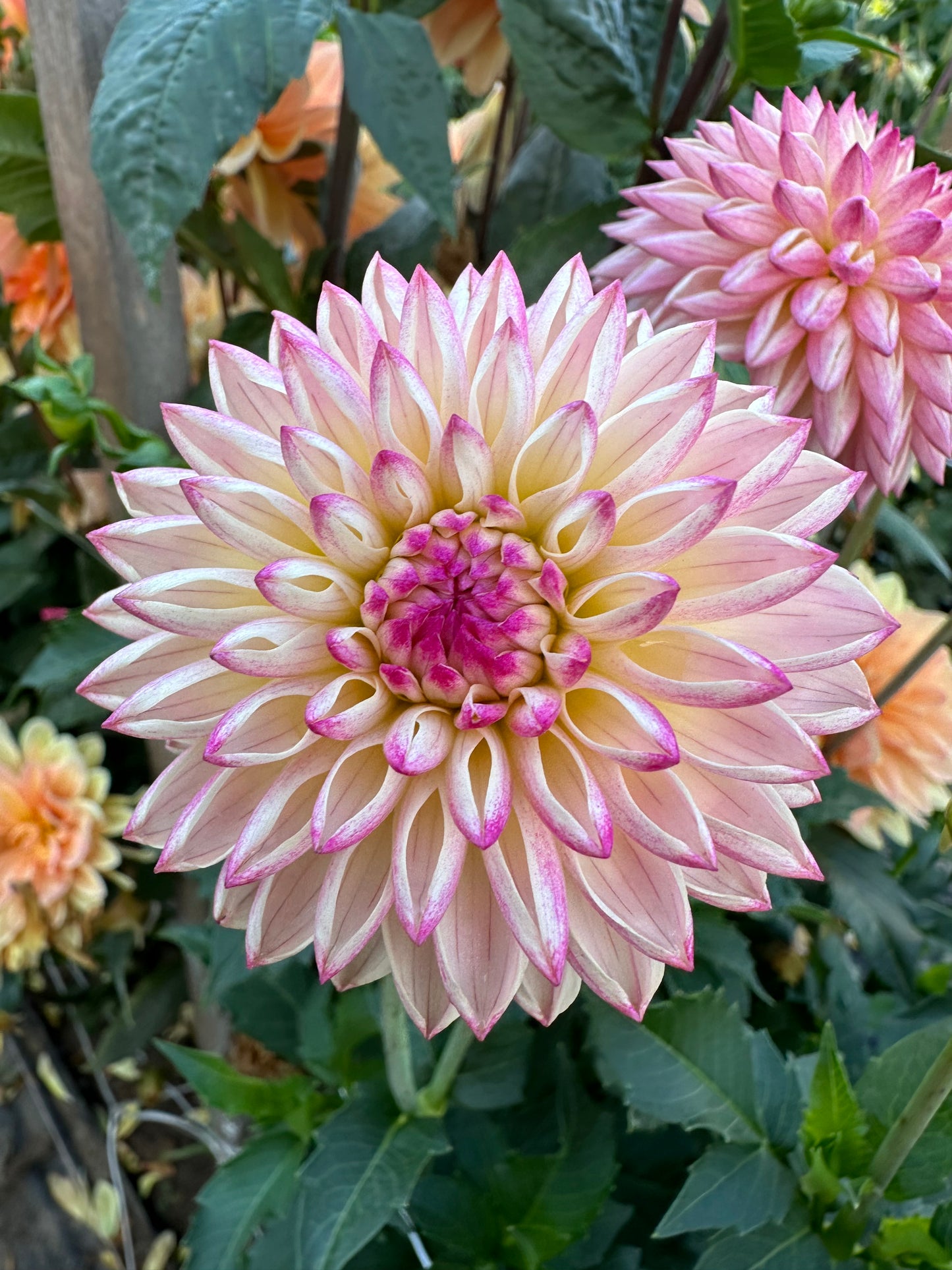 Valley Porcupine Dahlia Tuber