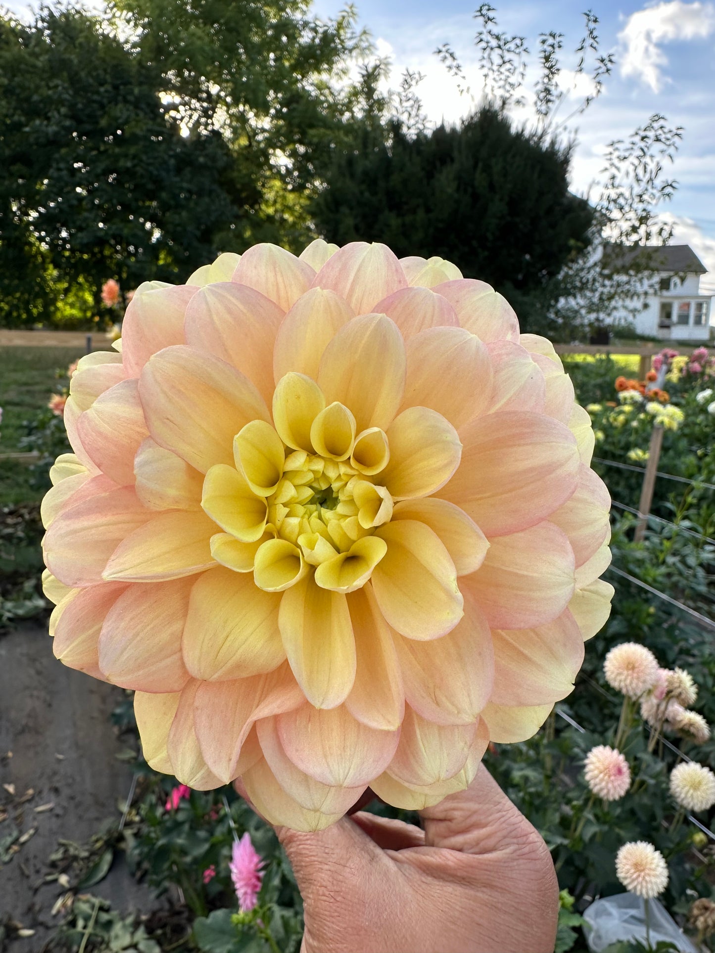 Day Dreamer Dahlia Tuber