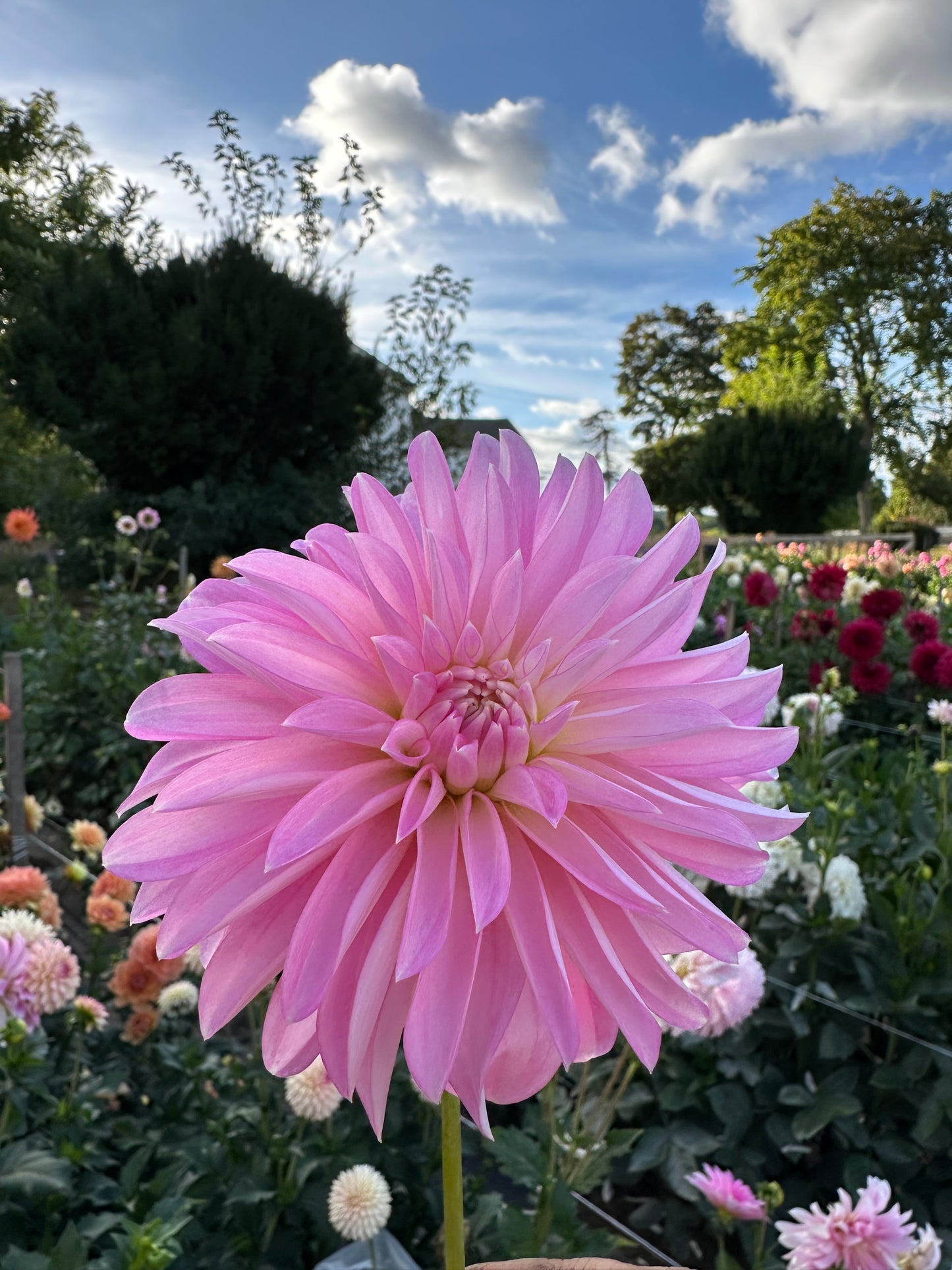 Alloway Candy Dahlia Tuber
