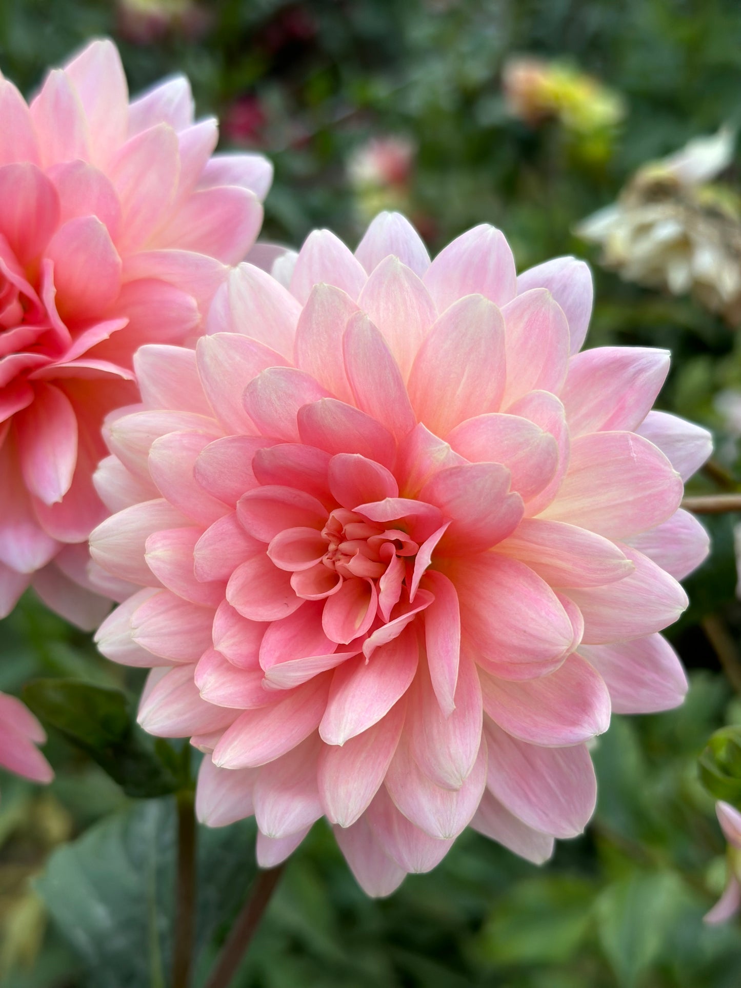 Gerrie Hoek Dahlia Tuber