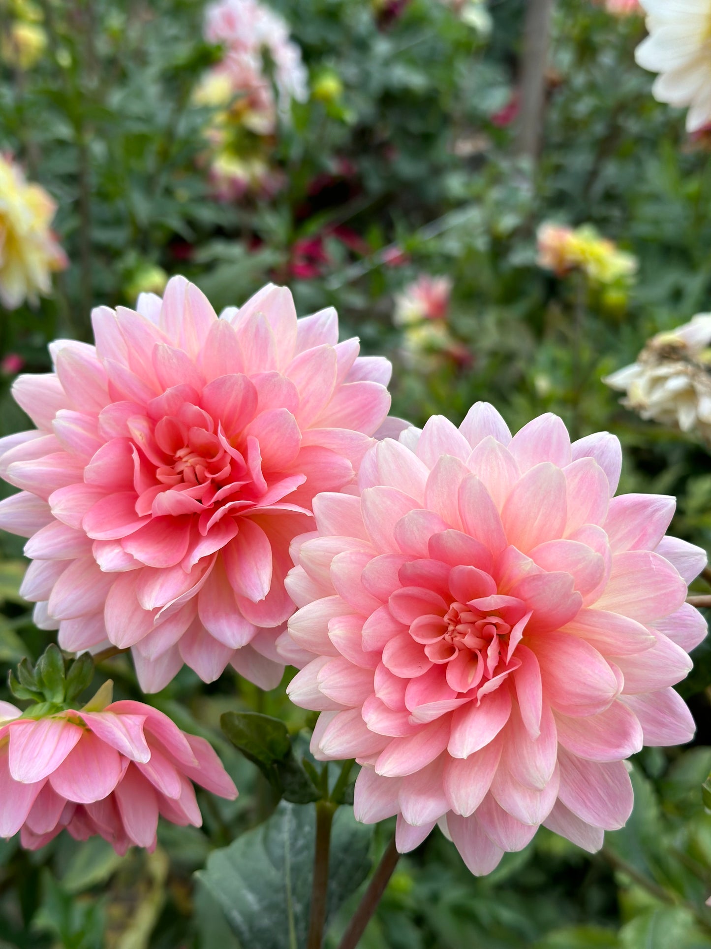 Gerrie Hoek Dahlia Tuber