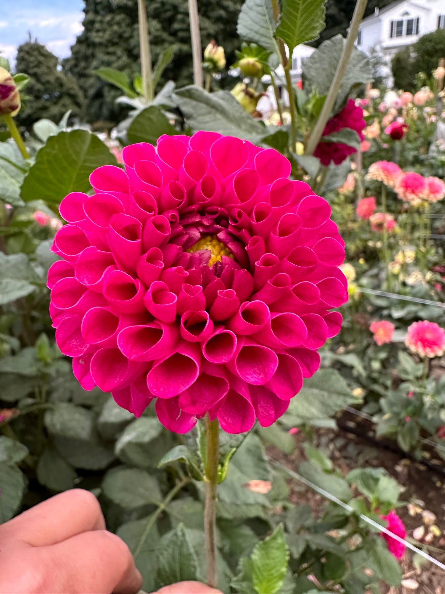 Bloomquist Refreshing Dahlia Tuber