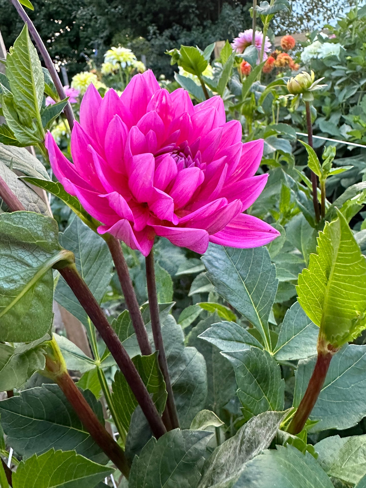 Hollyhill Sweet 16 Dahlia Tuber