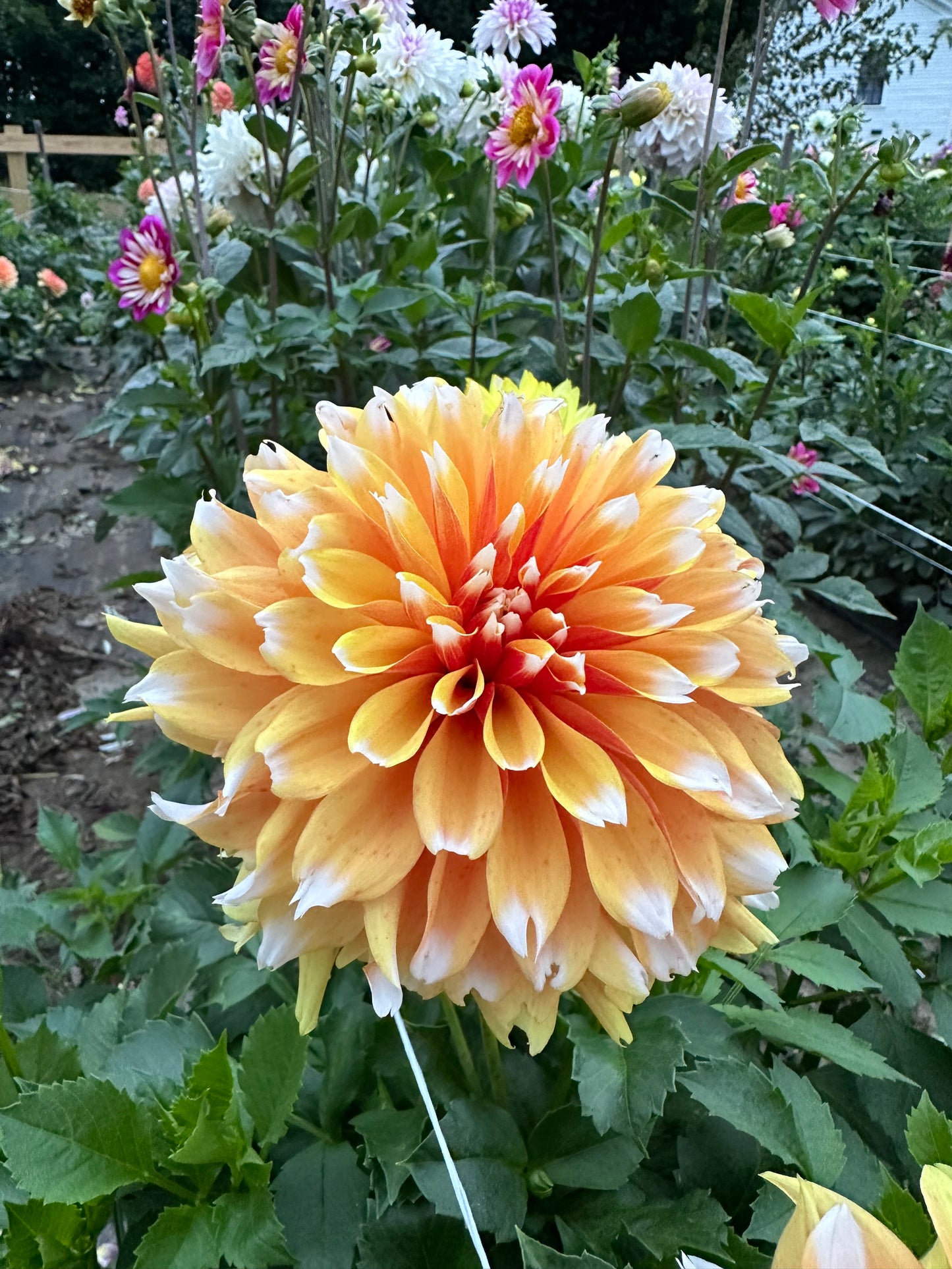 Bloomquist Candy Corn Dahlia Tuber