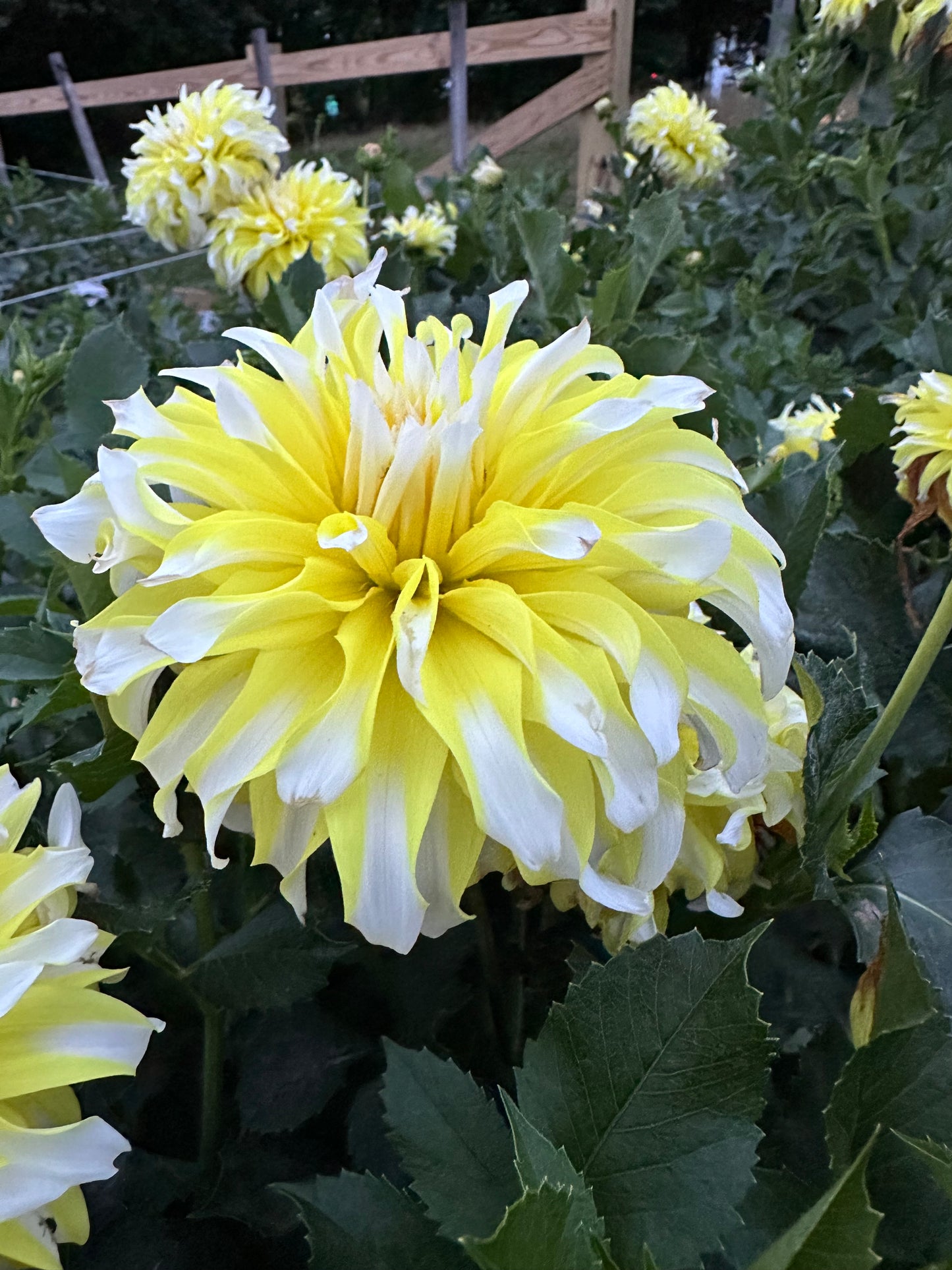 Hollyhill Lemon Ice Dahlia Tuber