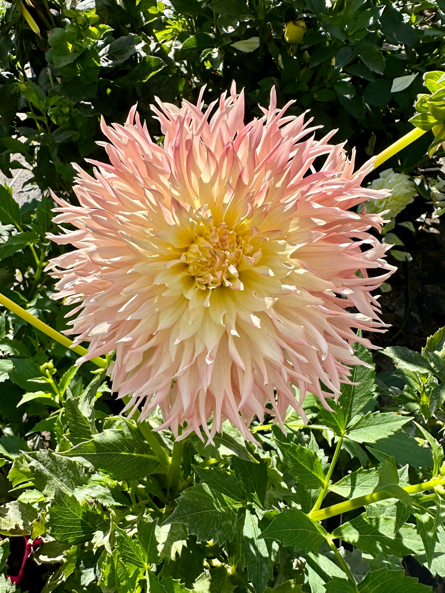 Hapet Champagne Dahlia Tuber