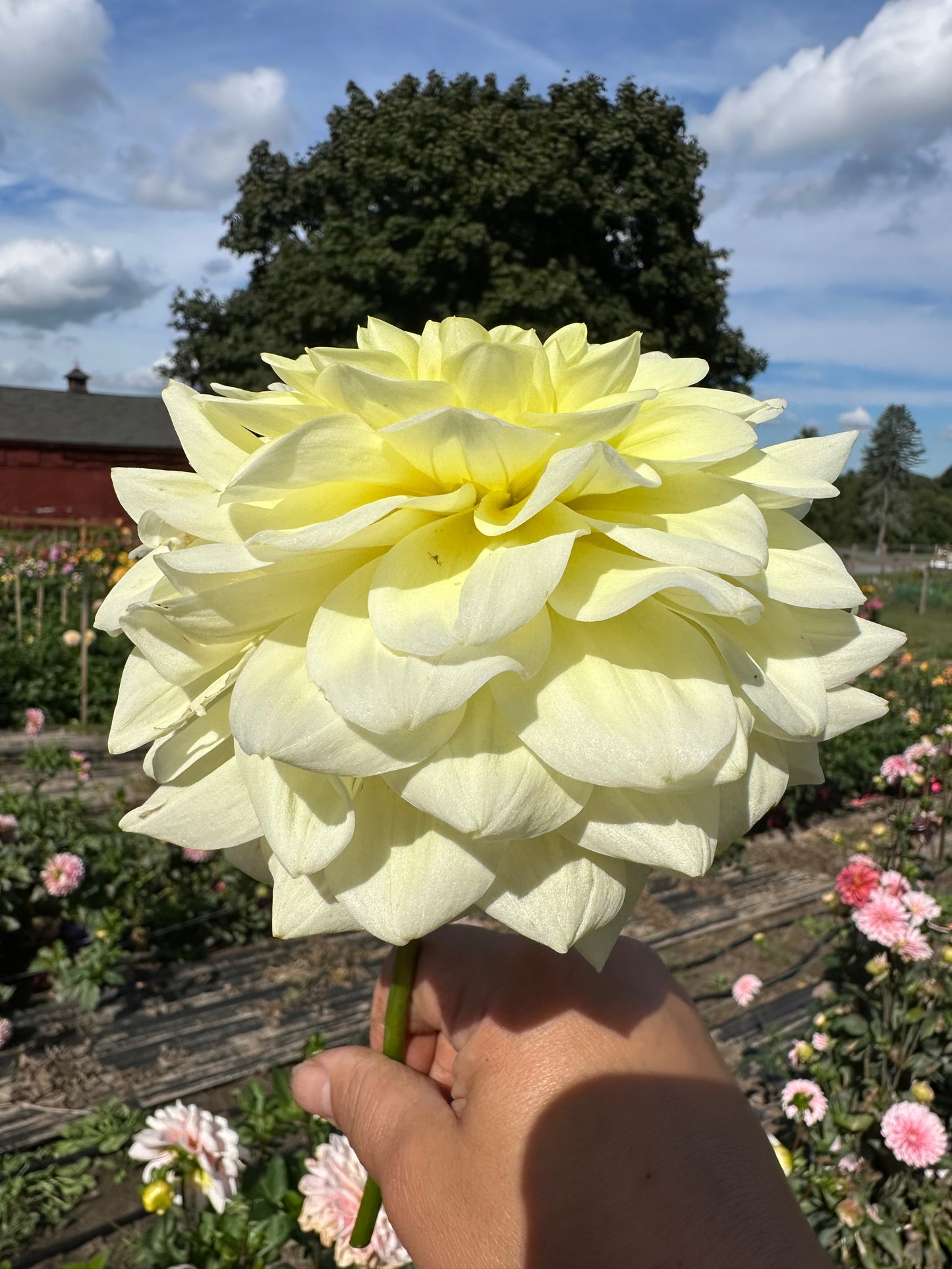 Sun Kissed Dahlia Tuber