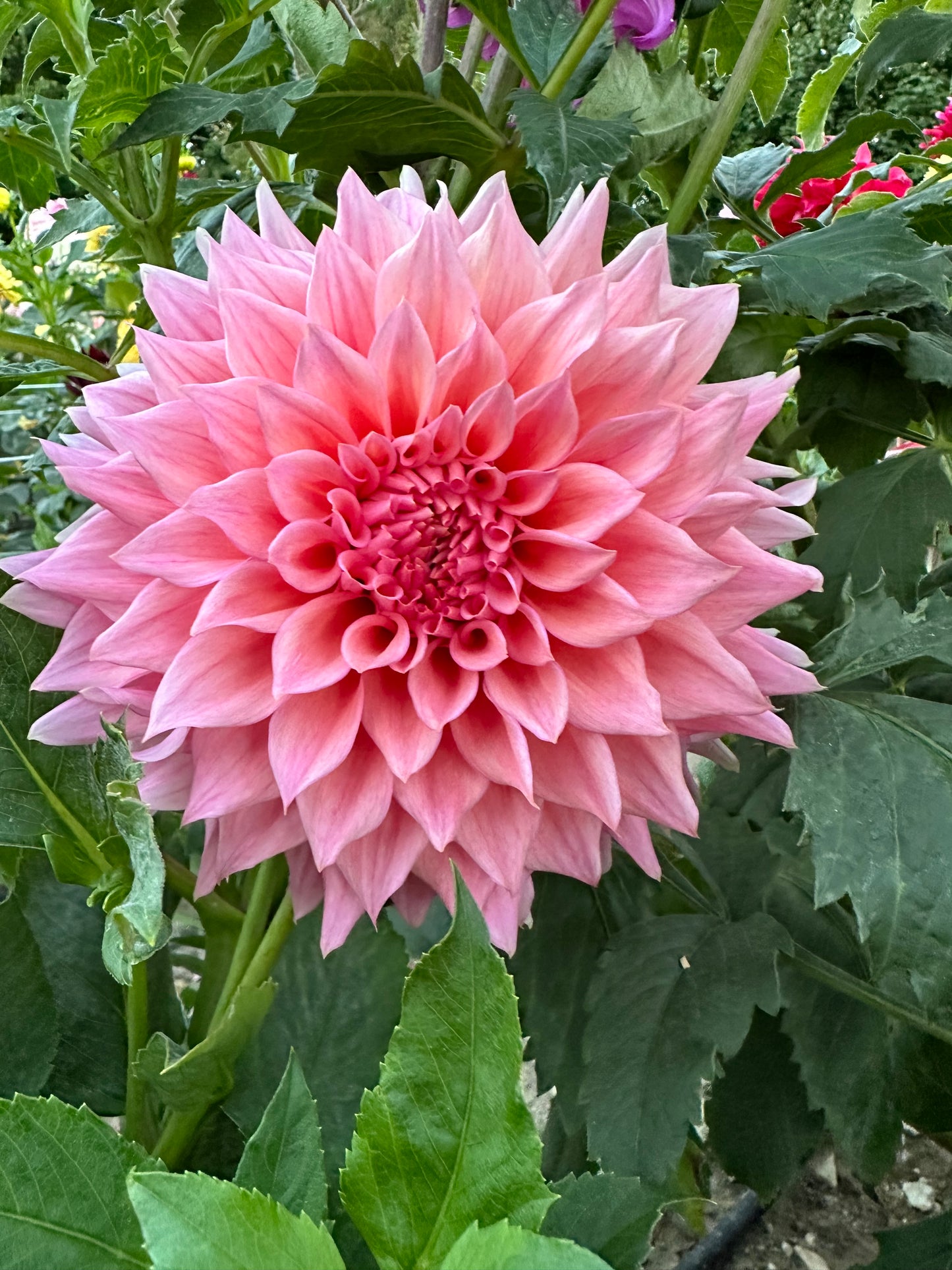Wyn's Pink Pearl Dahlia Tuber
