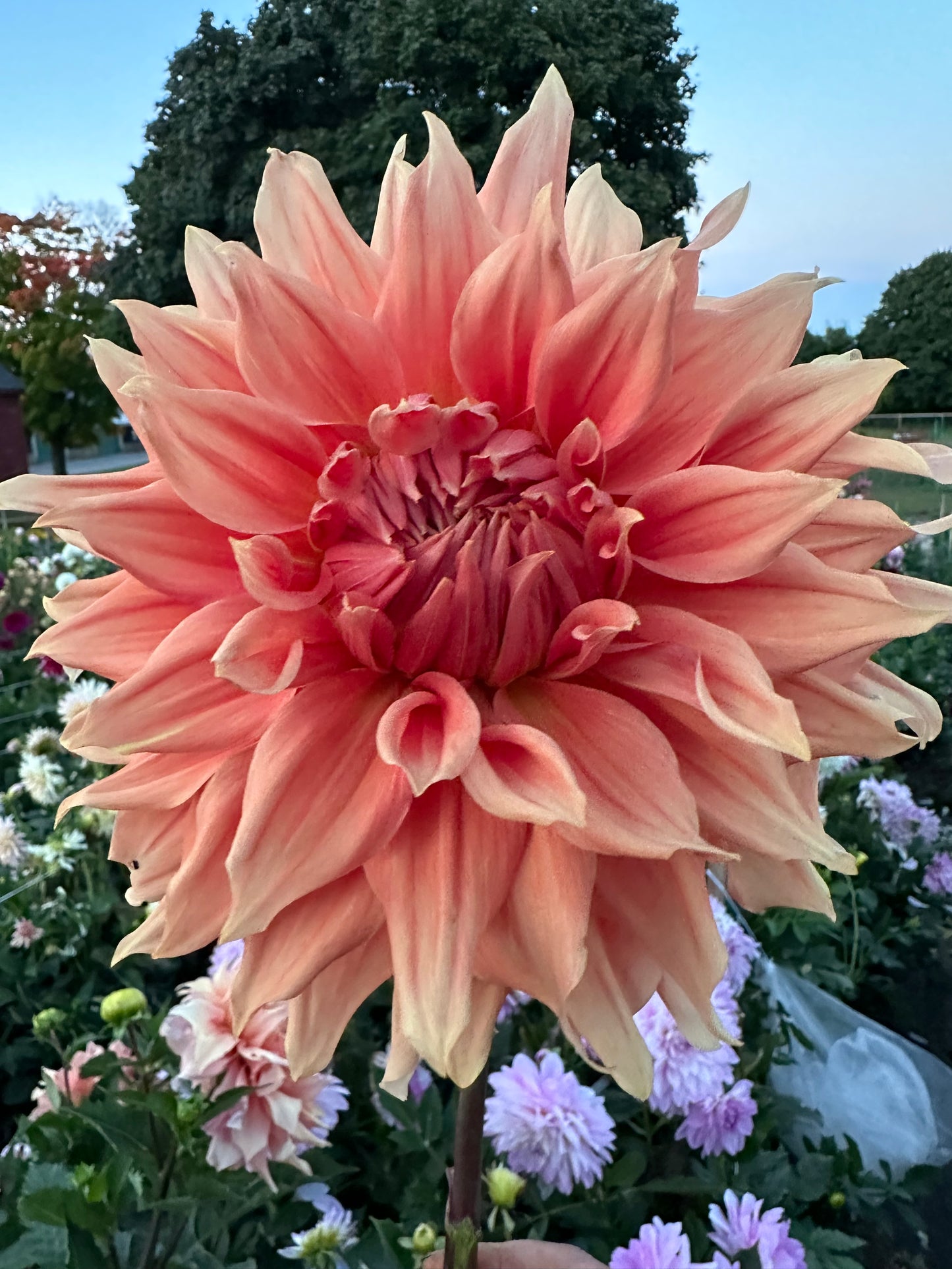 Sierra Glow Dahlia Tuber
