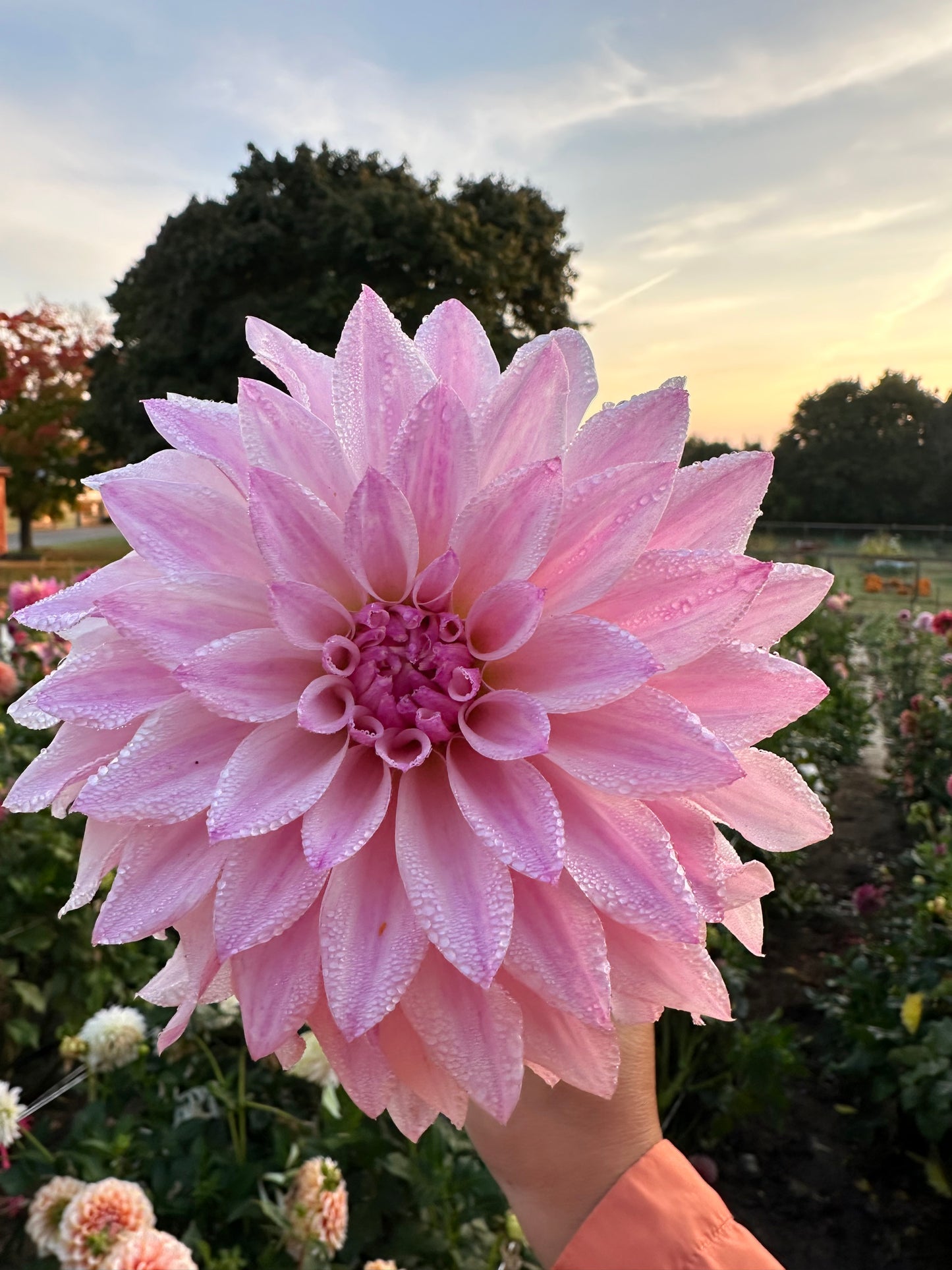 Bloomquist Compare Dahlia Tuber