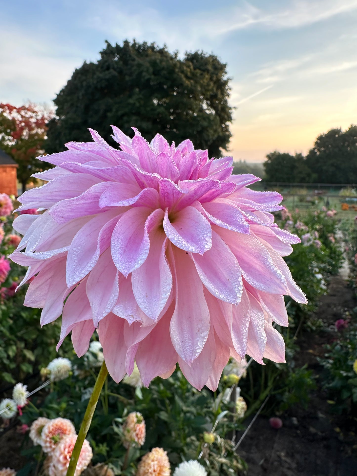 Bloomquist Compare Dahlia Tuber