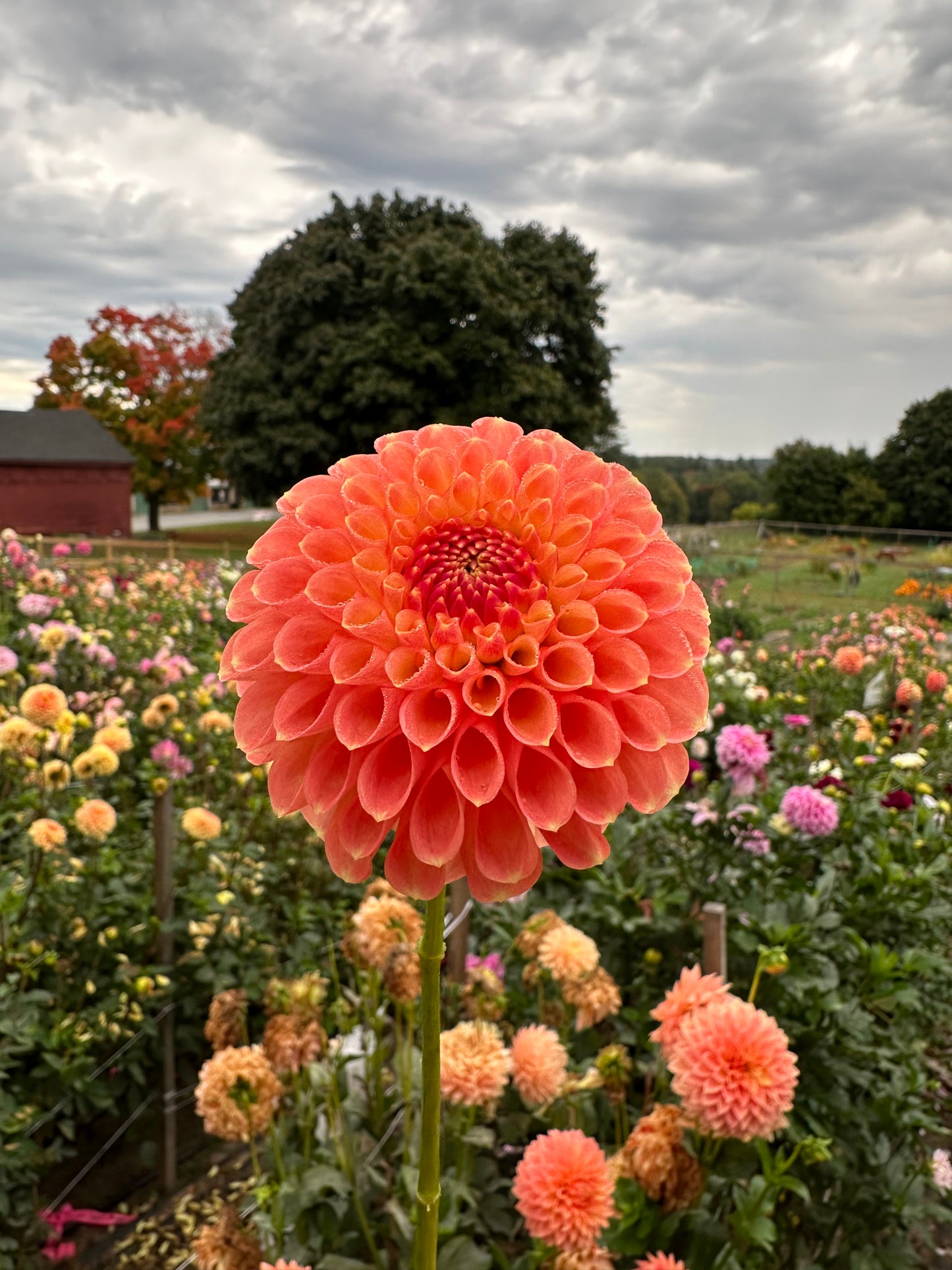 Nathalie G Dahlia Tuber