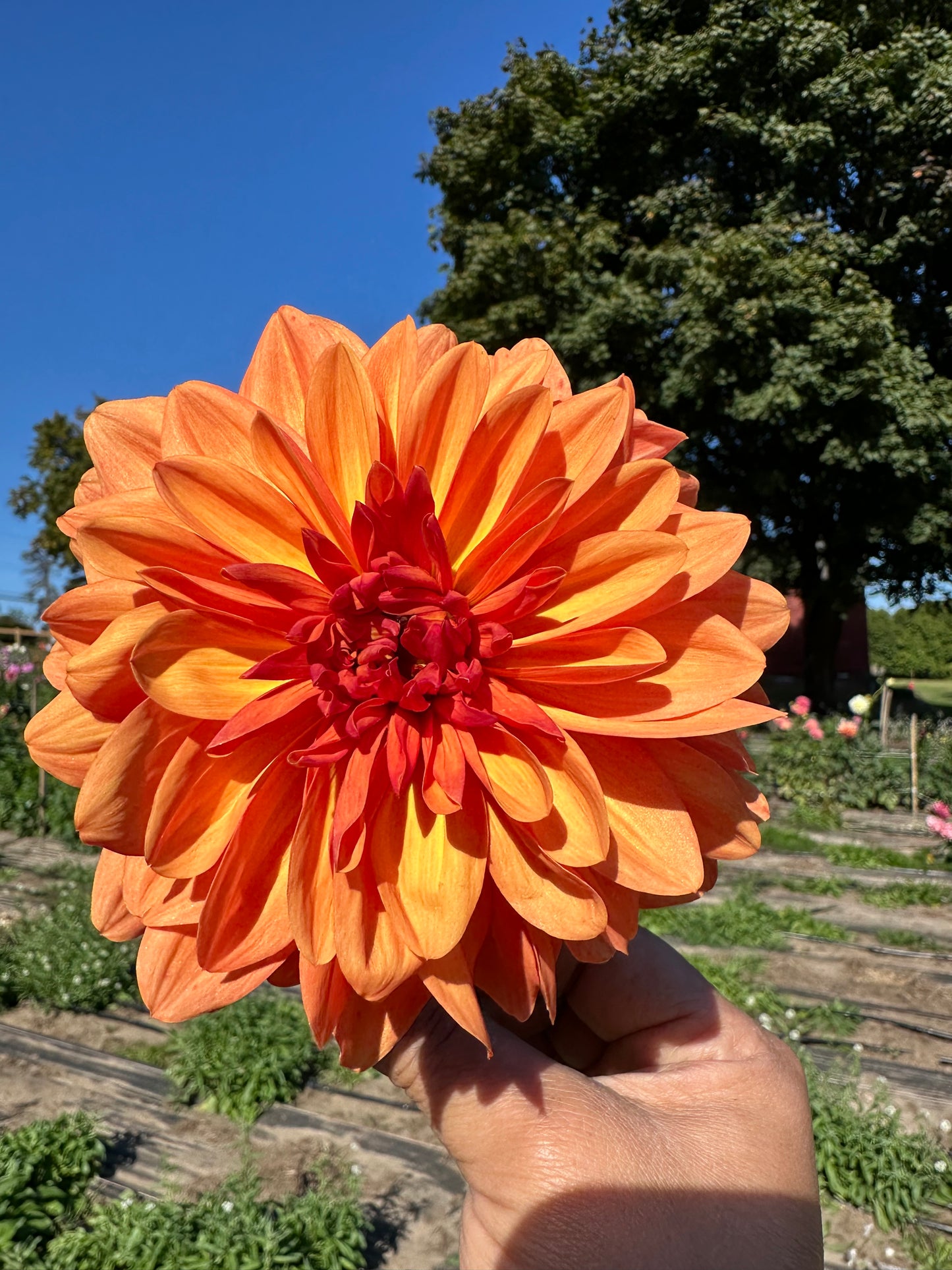 Orange Pekoe Dahlia Tuber