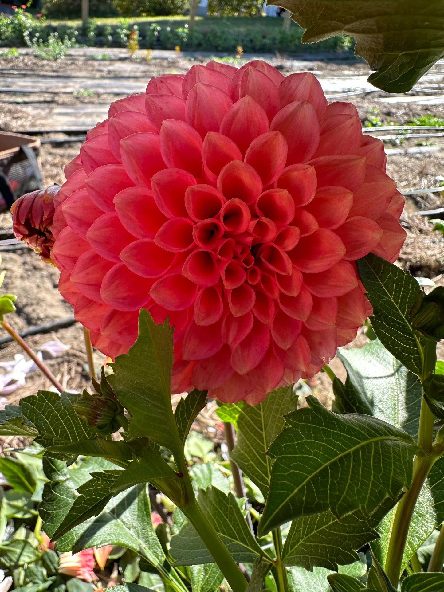Parkland Tribute Dahlia Tuber