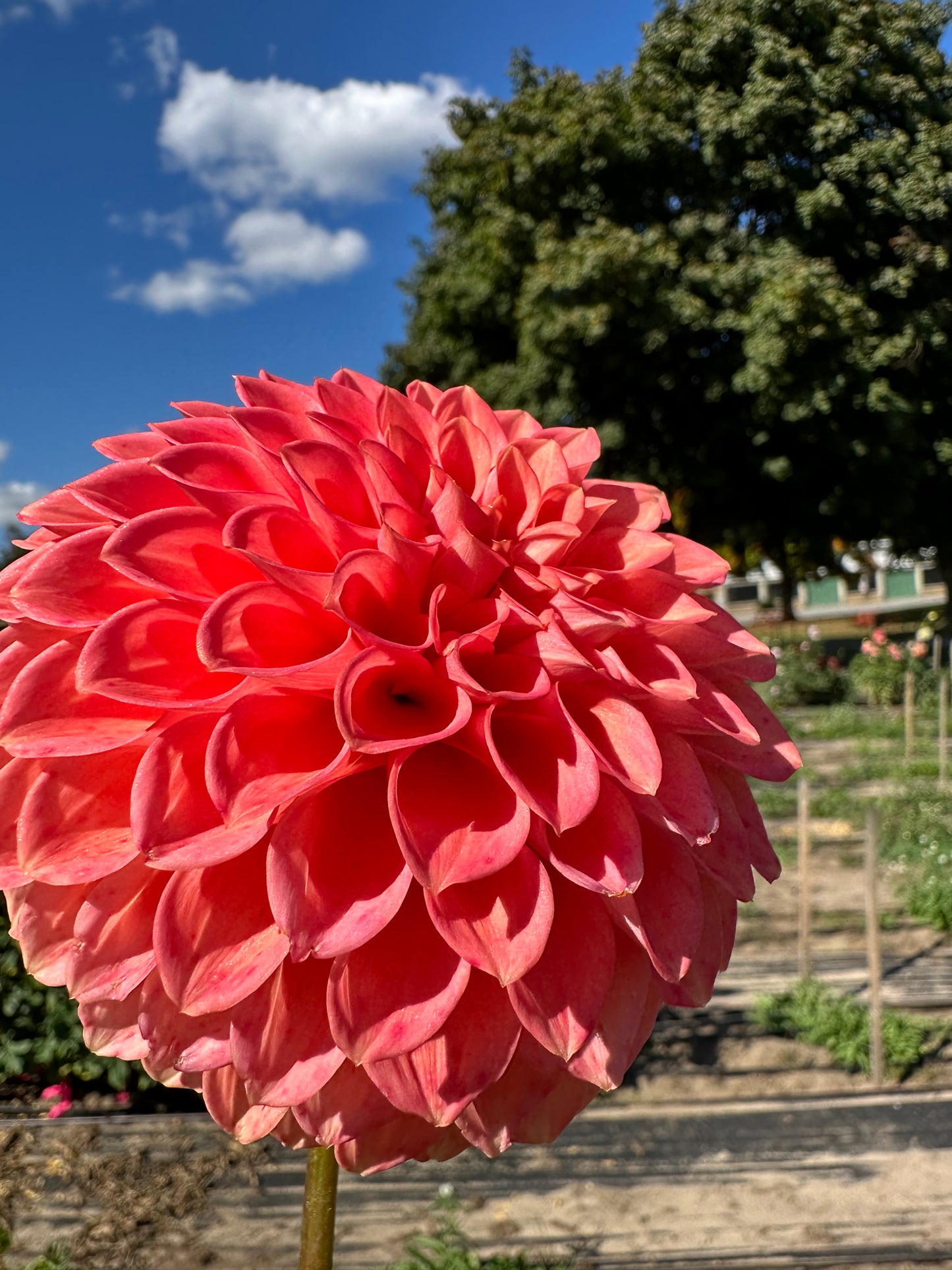 Parkland Tribute Dahlia Tuber
