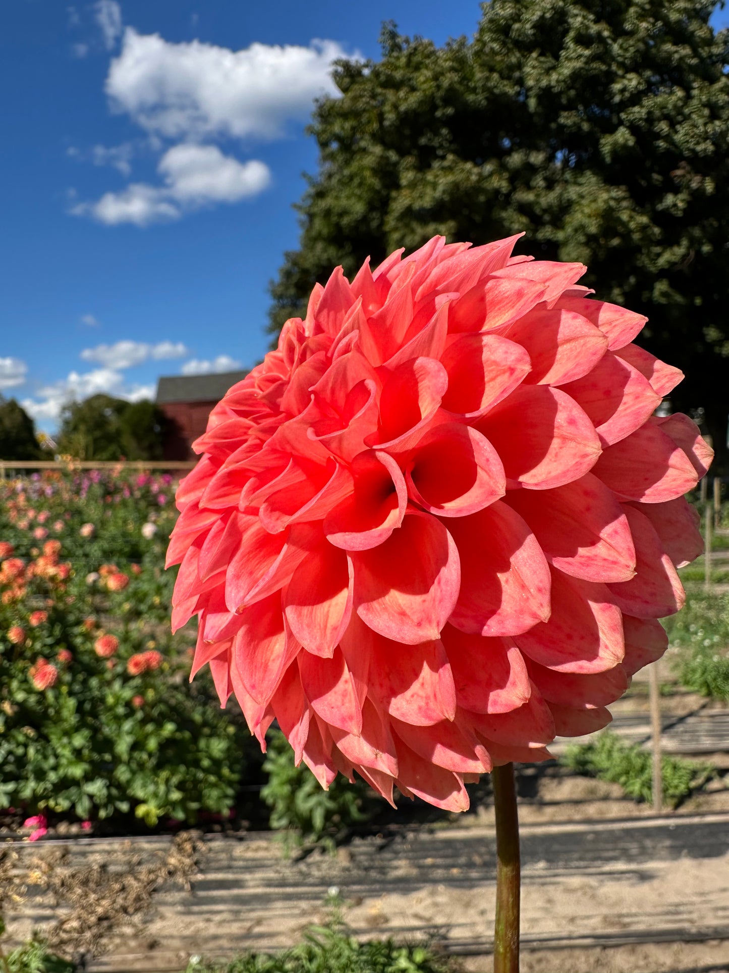 Parkland Tribute Dahlia Tuber