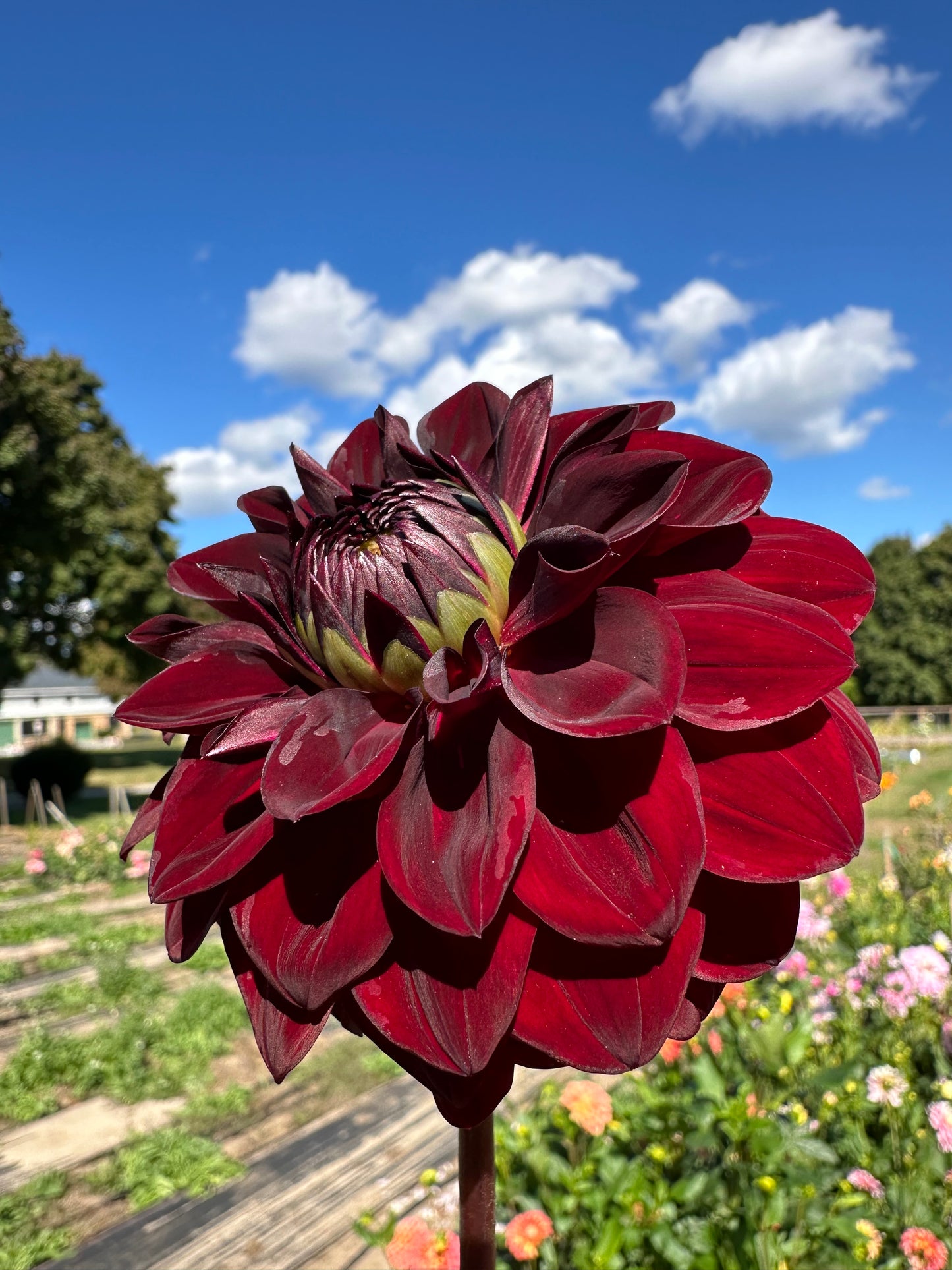 VooDoo Dahlia Tuber