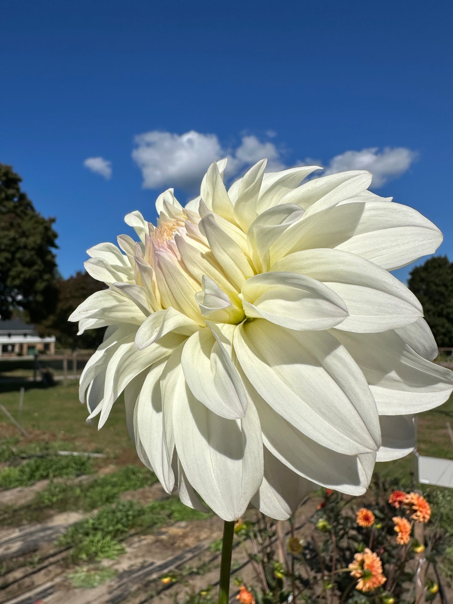 Sterling Silver Dahlia Tuber
