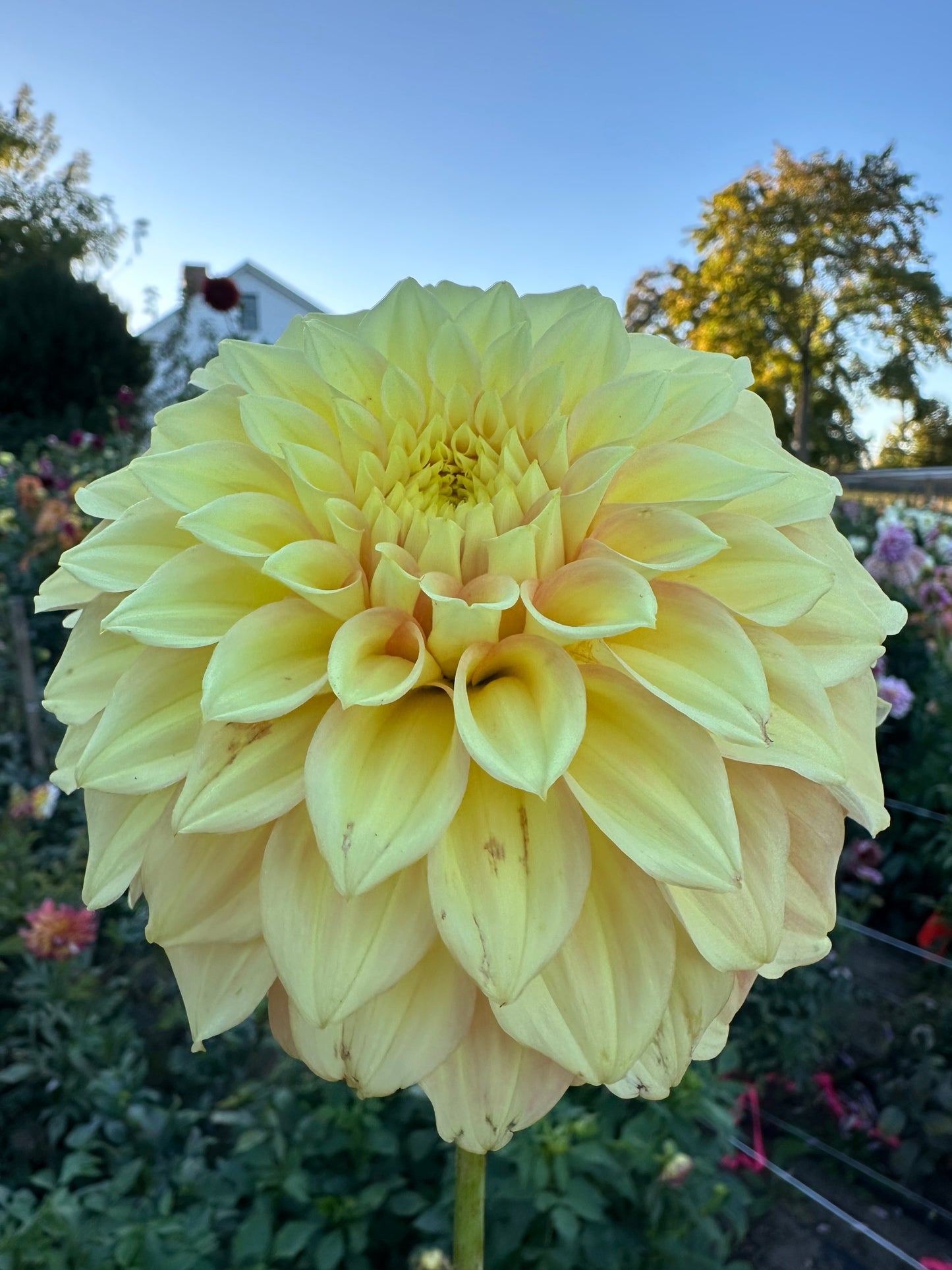 Bracken Sarah Dahlia Tuber