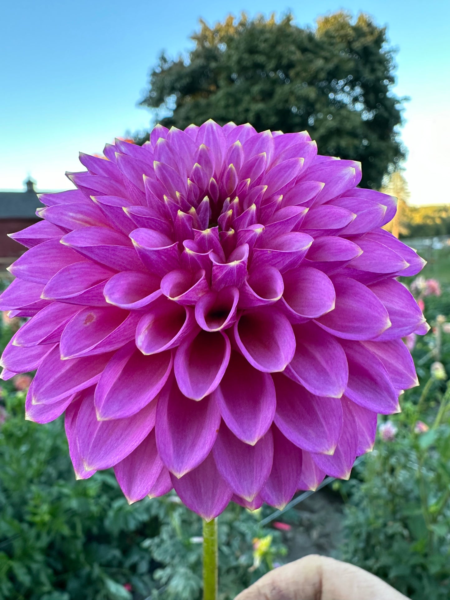 Skipley Spot of Gold Dahlia Tuber