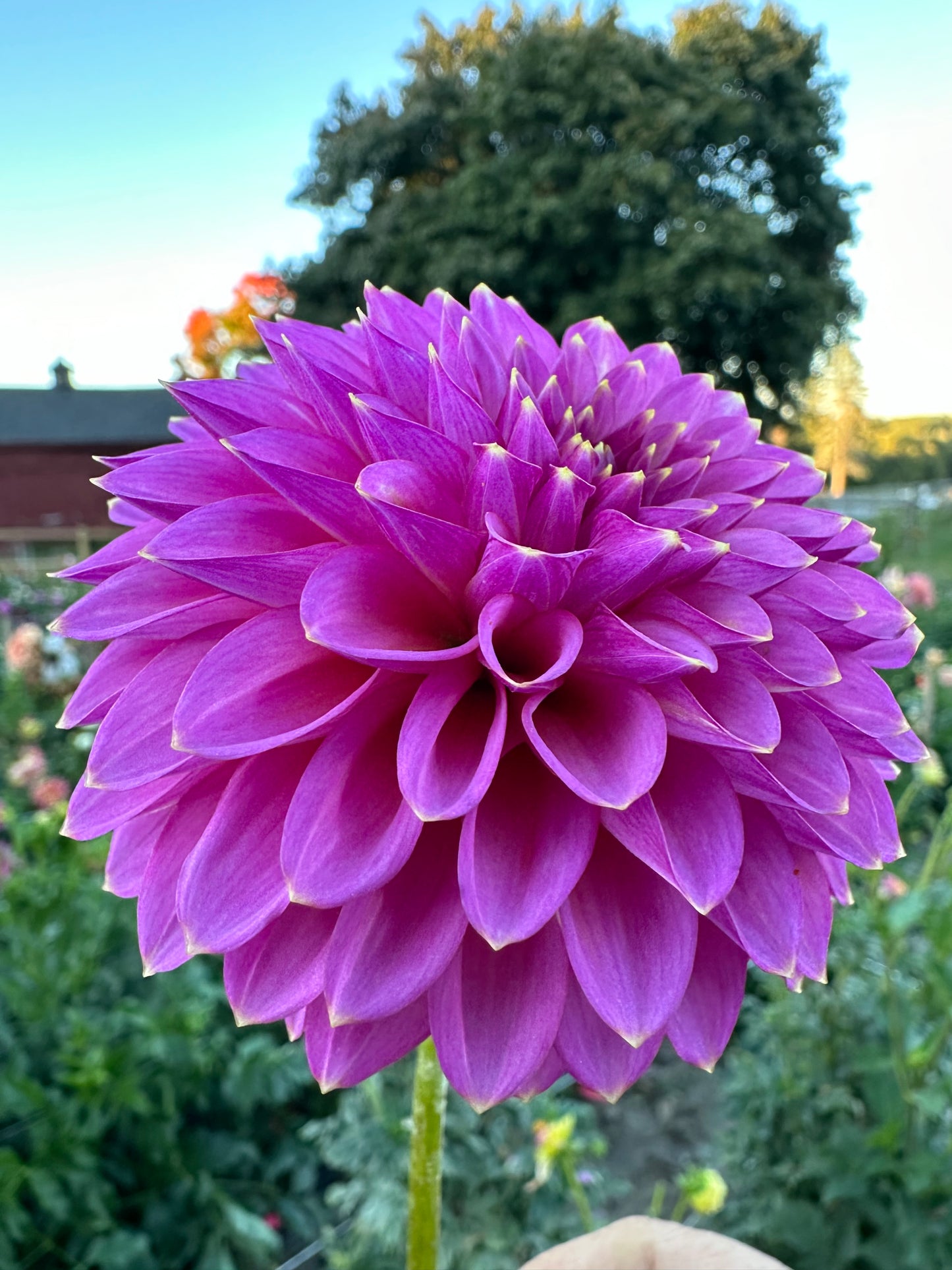 Skipley Spot of Gold Dahlia Tuber
