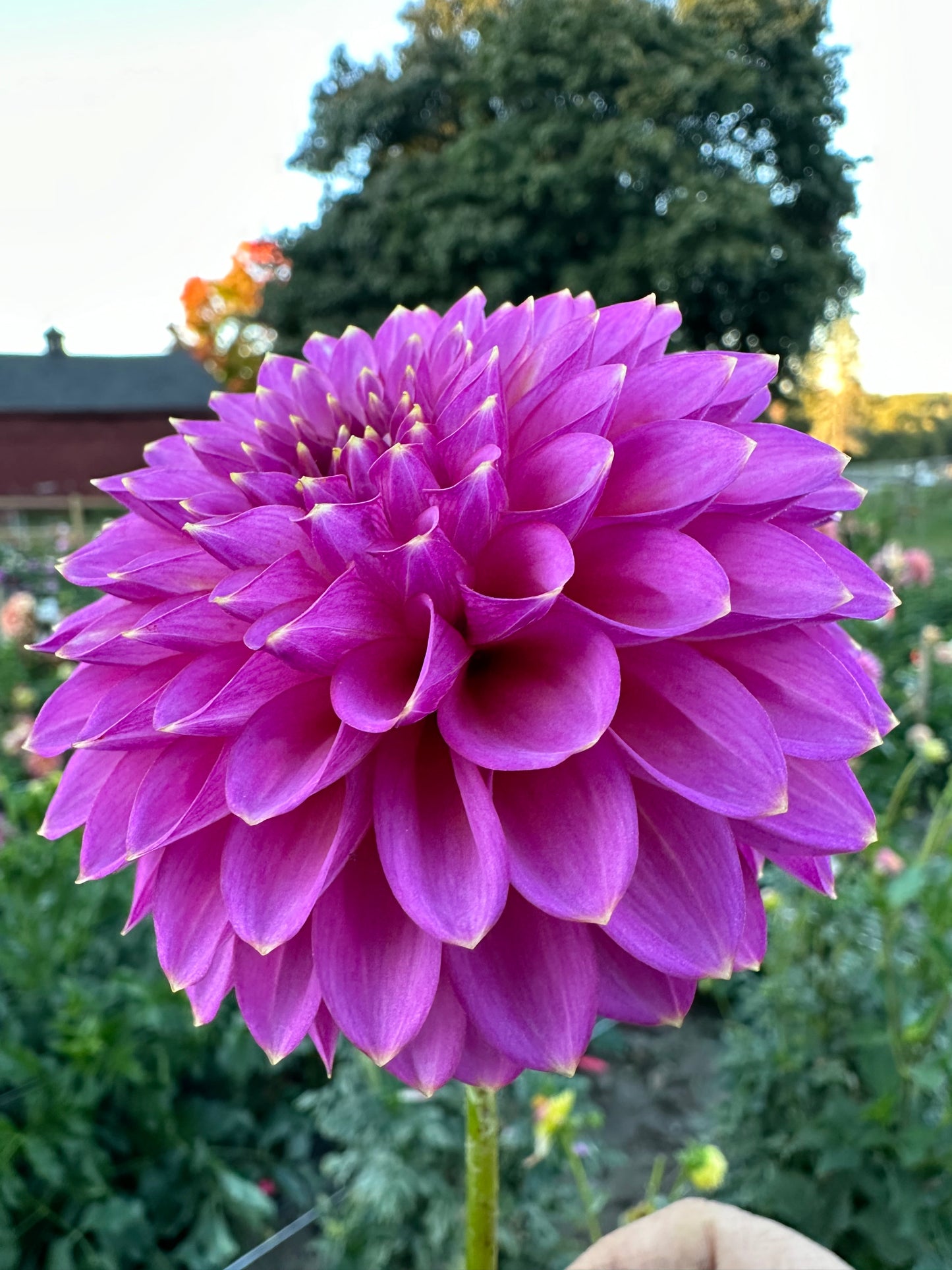 Skipley Spot of Gold Dahlia Tuber