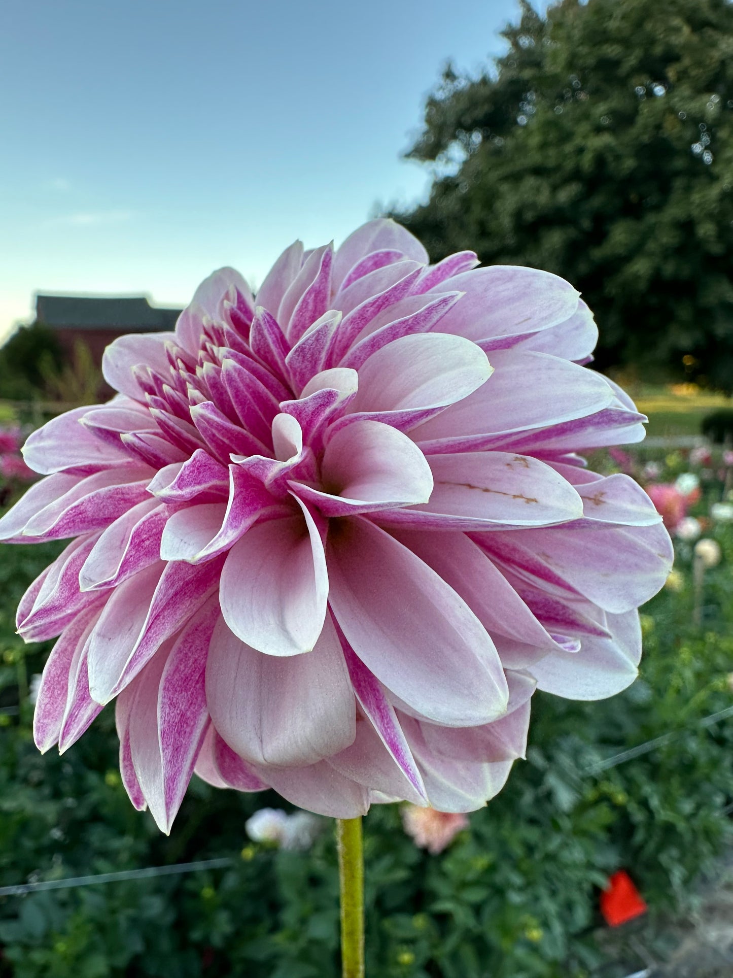 Salish Twilight Girl Dahlia Tuber