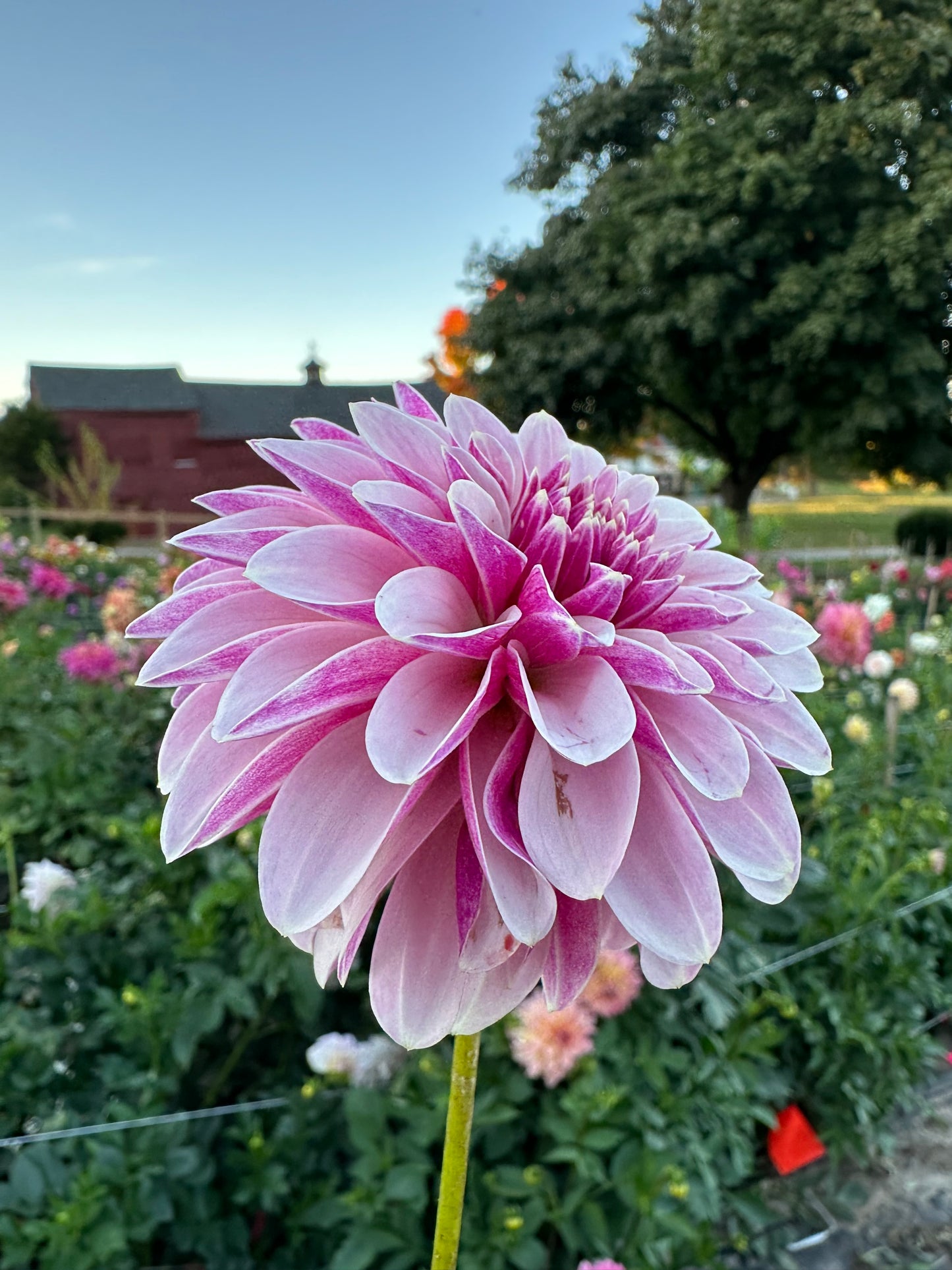 Salish Twilight Girl Dahlia Tuber