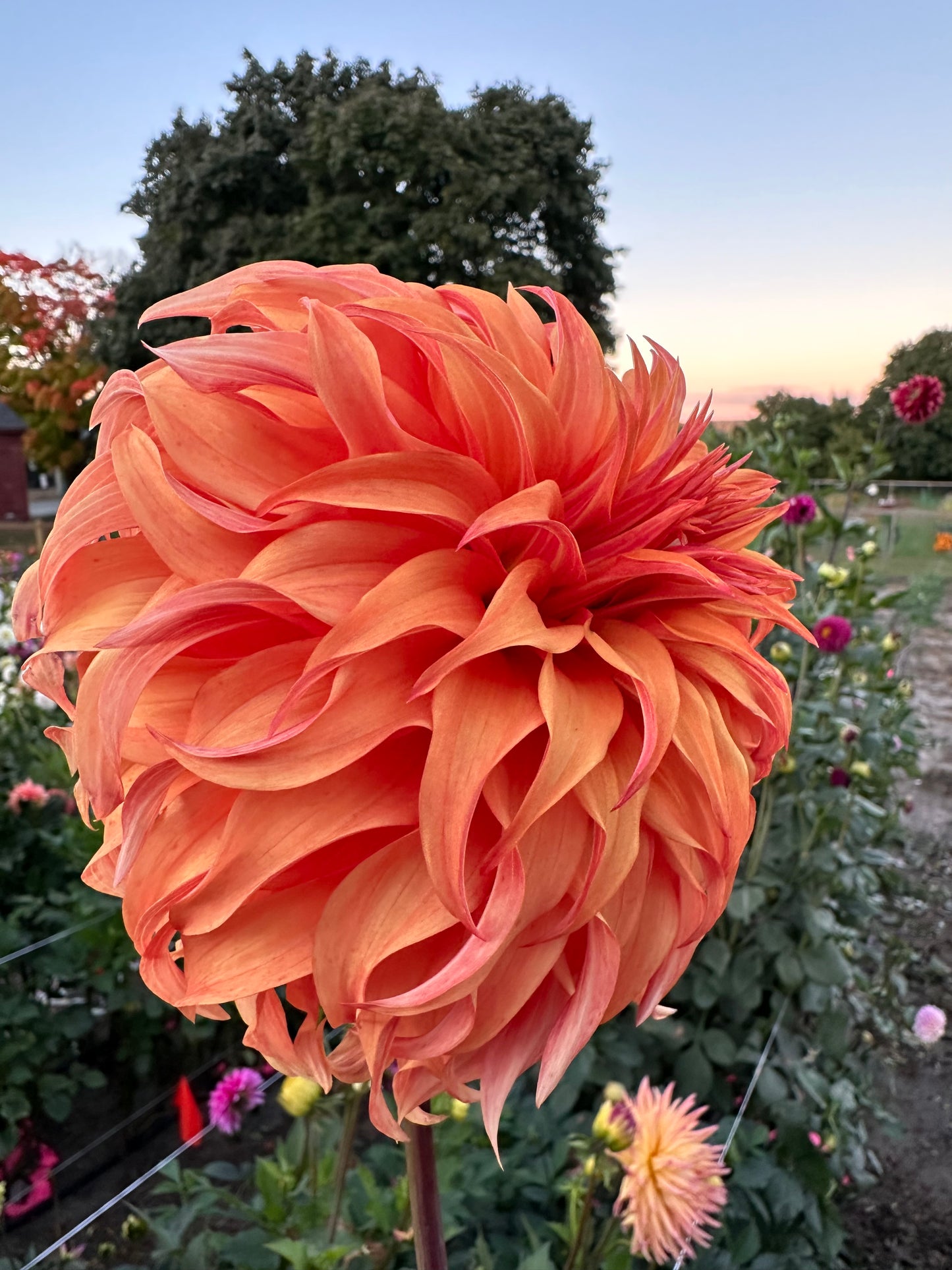 Bloomquist Jean Dahlia Tuber