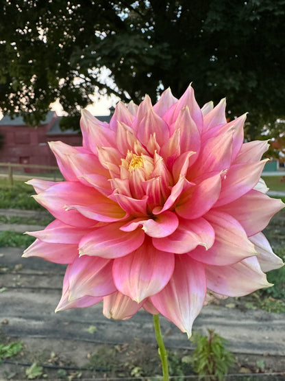 Fairytale Dahlia Tuber