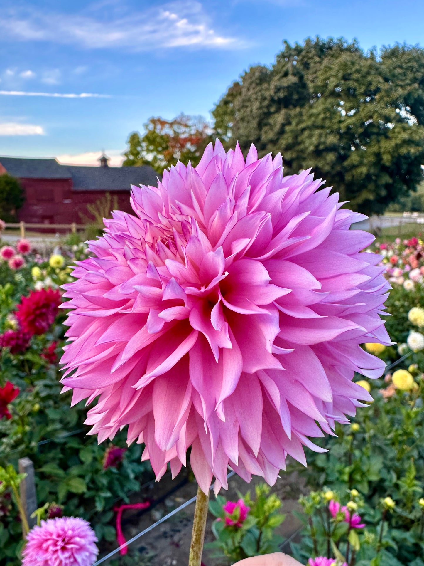 Hollyhill Pinkie Dahlia Tuber