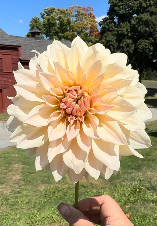 Cafe Au Lait Dahlia Tuber