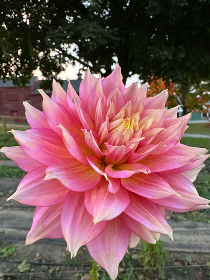 Fairytale Dahlia Tuber
