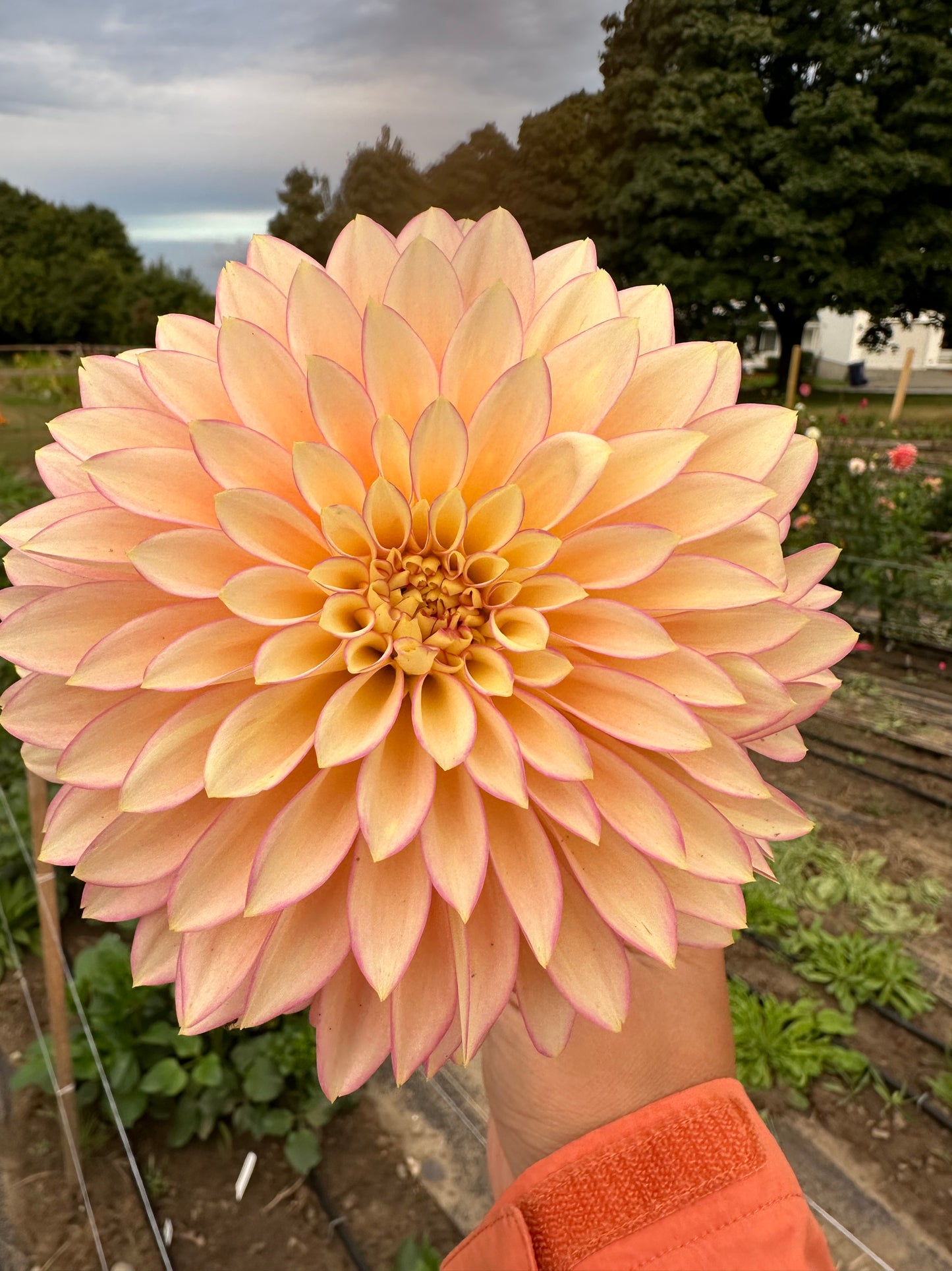 Bloomquist Blush Dahlia Tuber