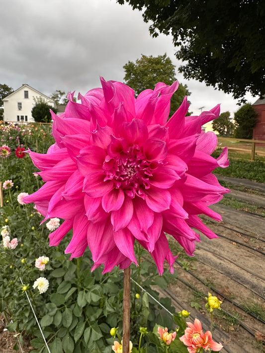 Elsie Huston Dahlia Tuber