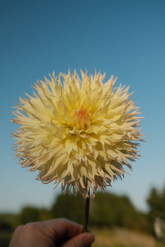 Citron Du Cap - Bulk - 10 Dahlia Tubers