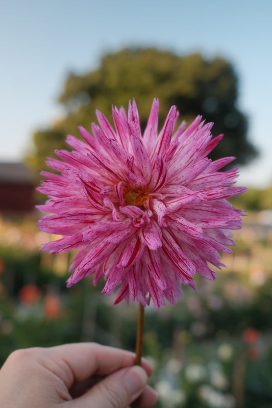 Bojangles Dahlia Tuber