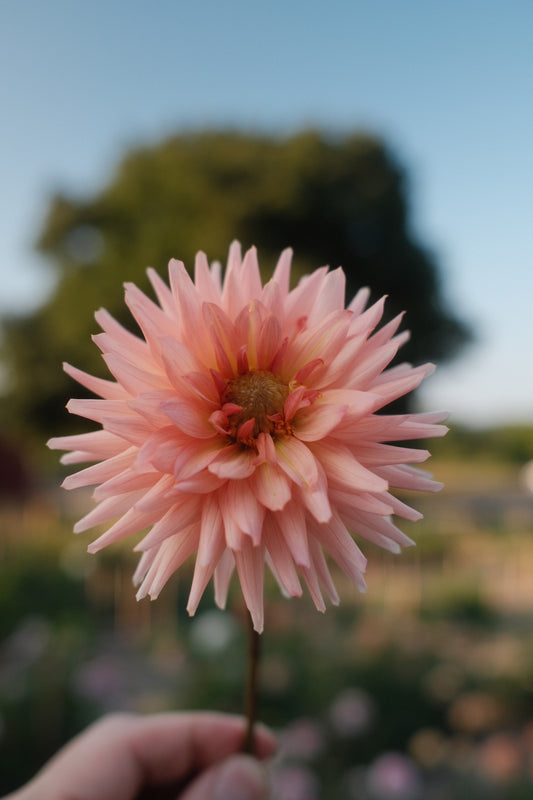 Henriette Dahlia Tuber