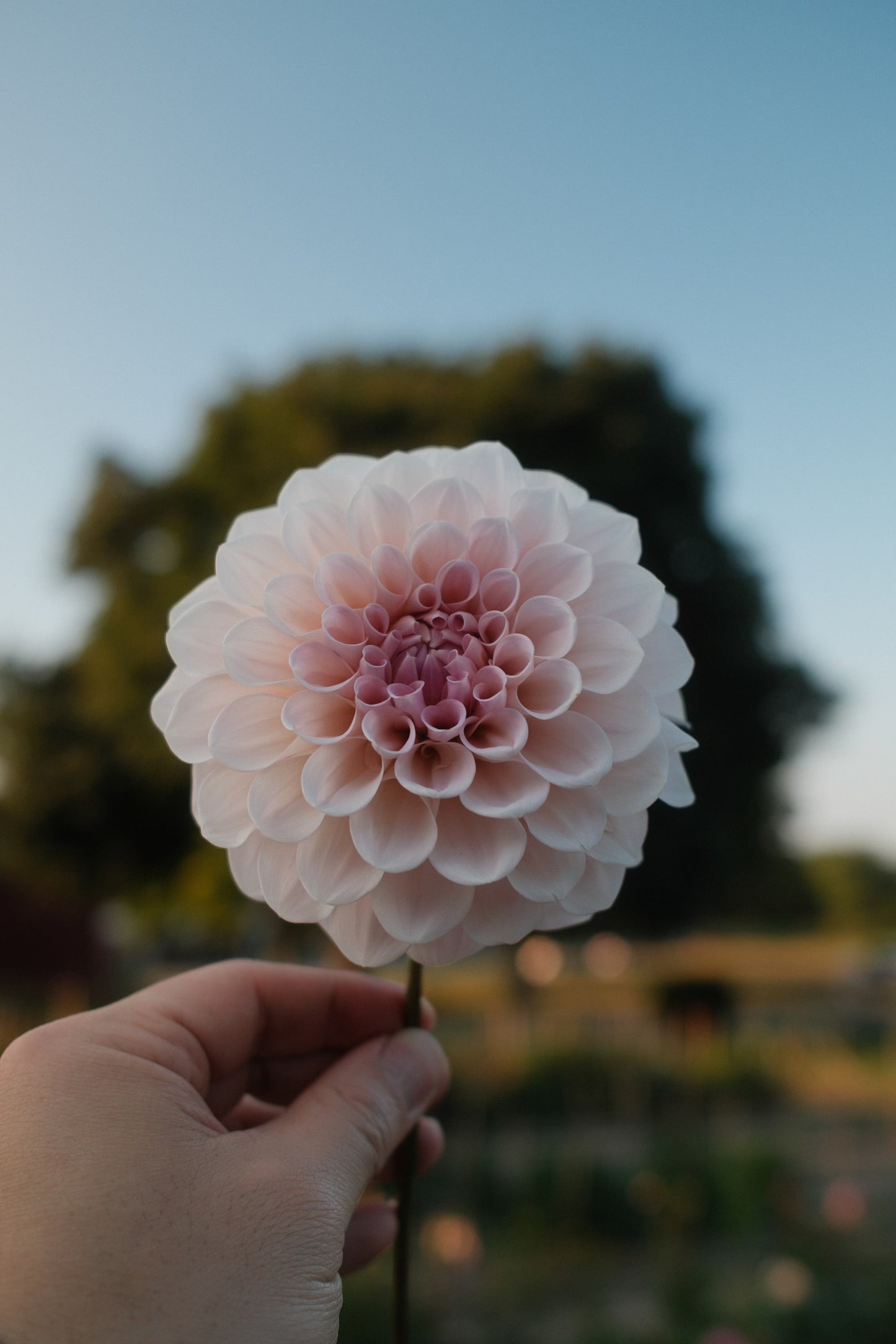 Sweet Nathaniel Dahlia Tuber