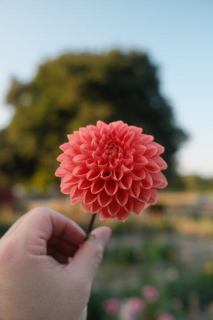 Tempest Dahlia Tuber